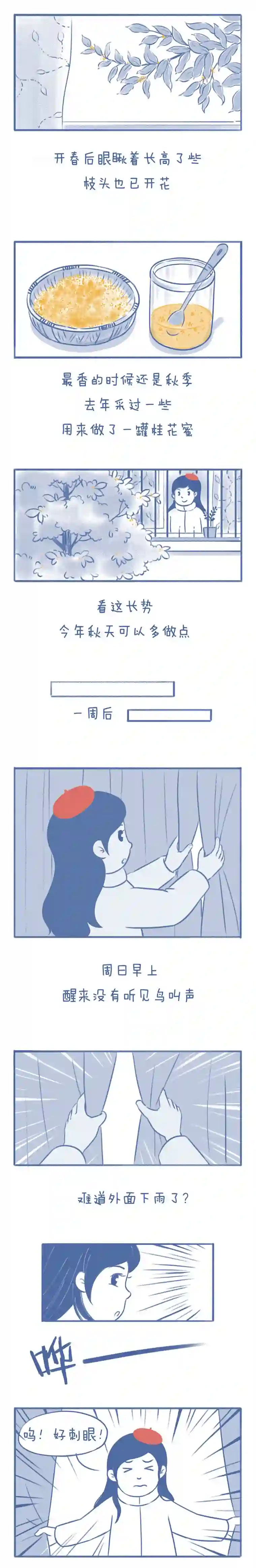 未来总会有惊喜08桂花树