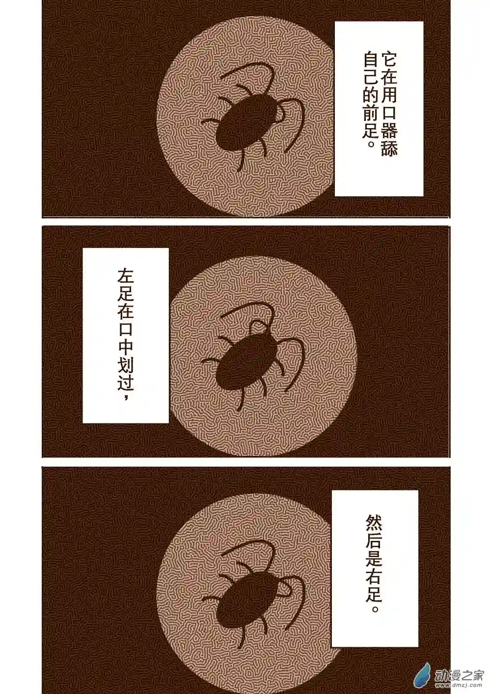蟑螂蟑螂