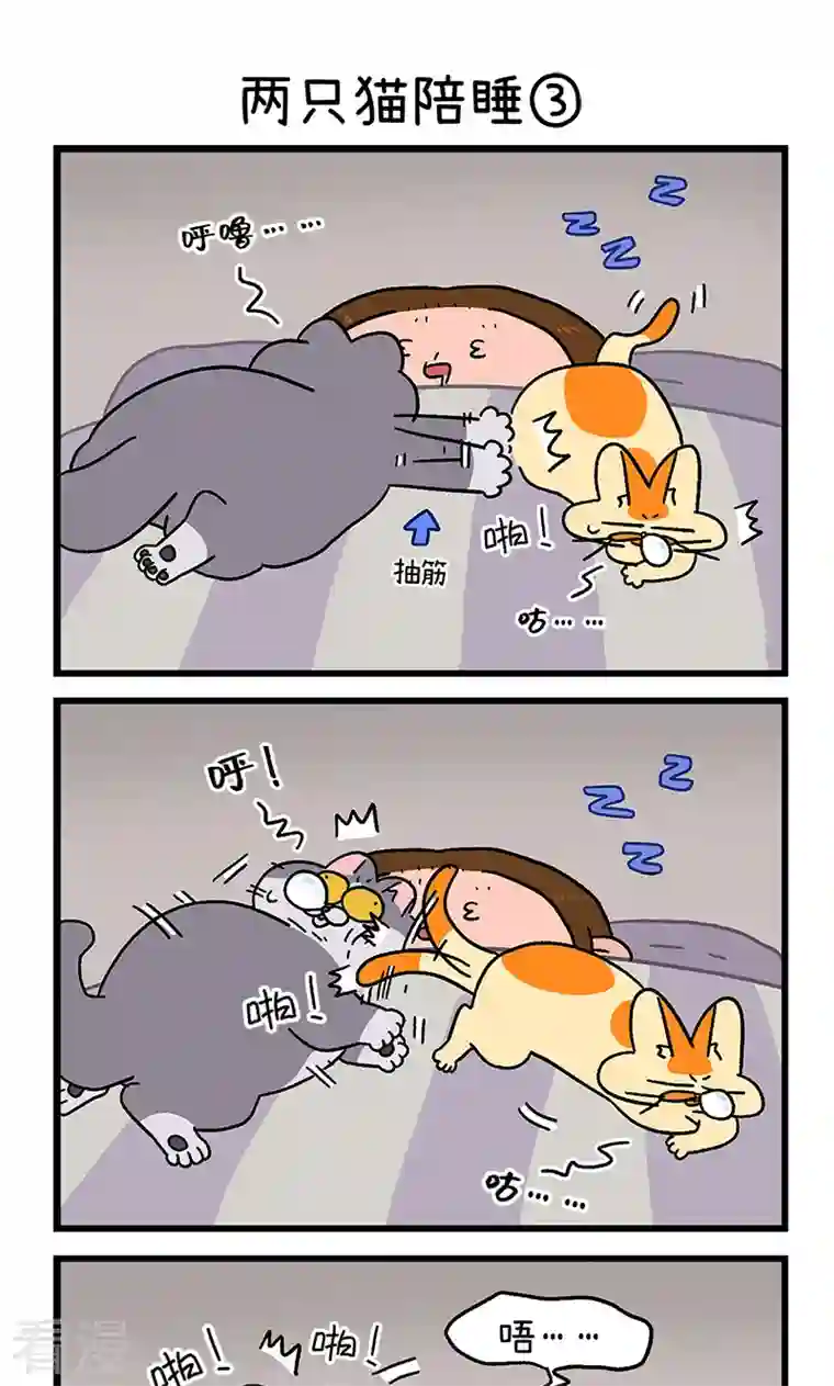 阿满和麦茶第93话 两只猫陪睡