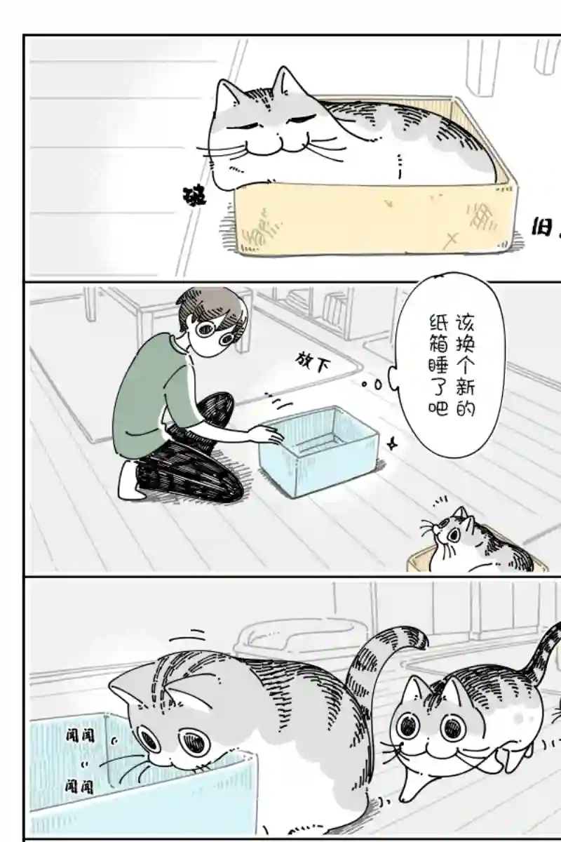 关于养猫我一直是新手第119话