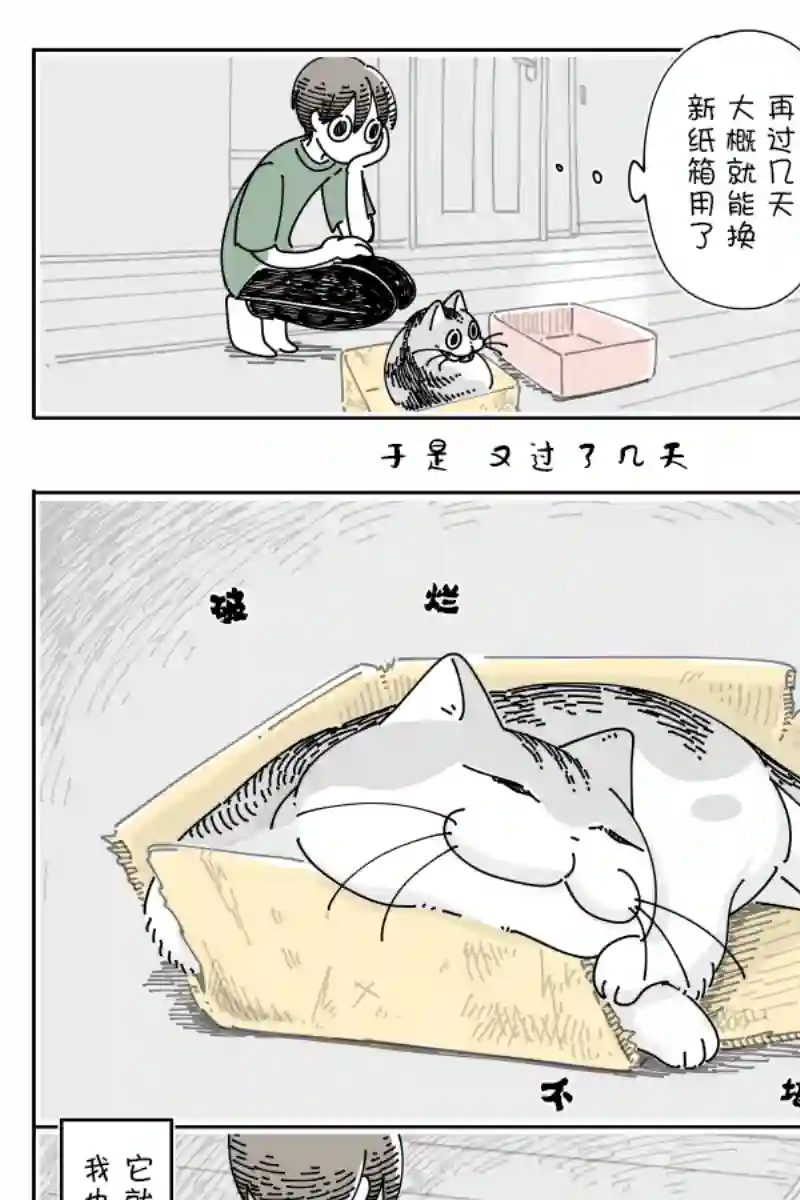 关于养猫我一直是新手第119话