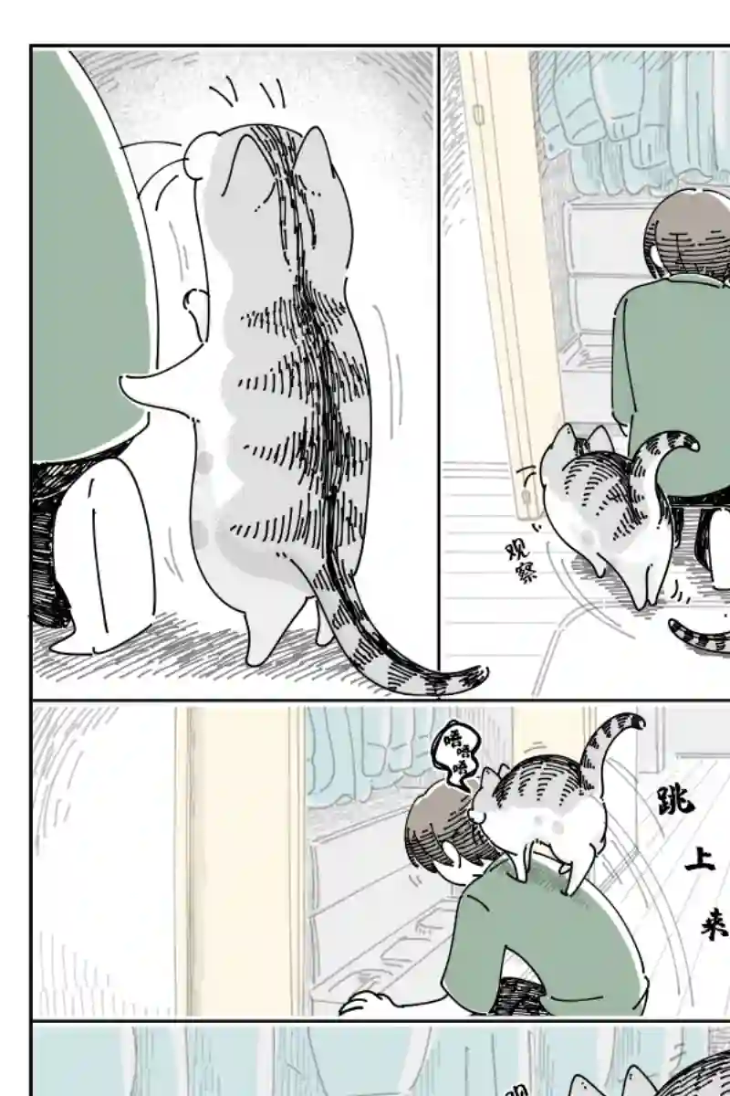 关于养猫我一直是新手第120话