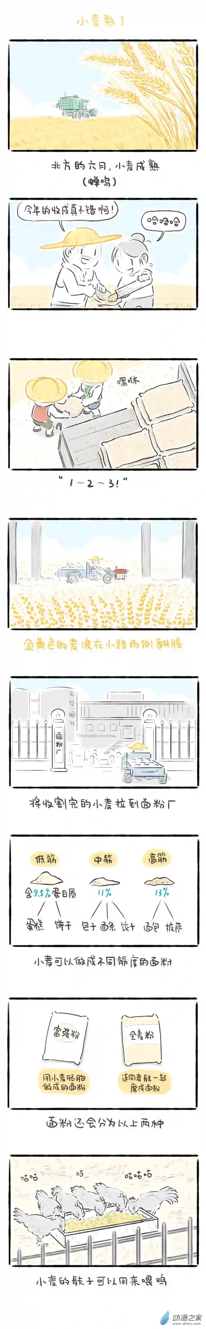 绵绵细雨织回忆77话 小麦熟了
