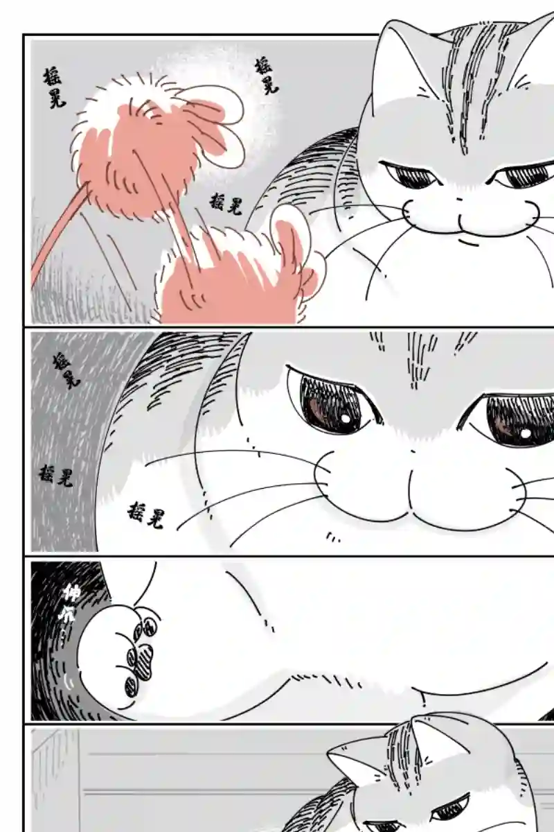 关于养猫我一直是新手第124话