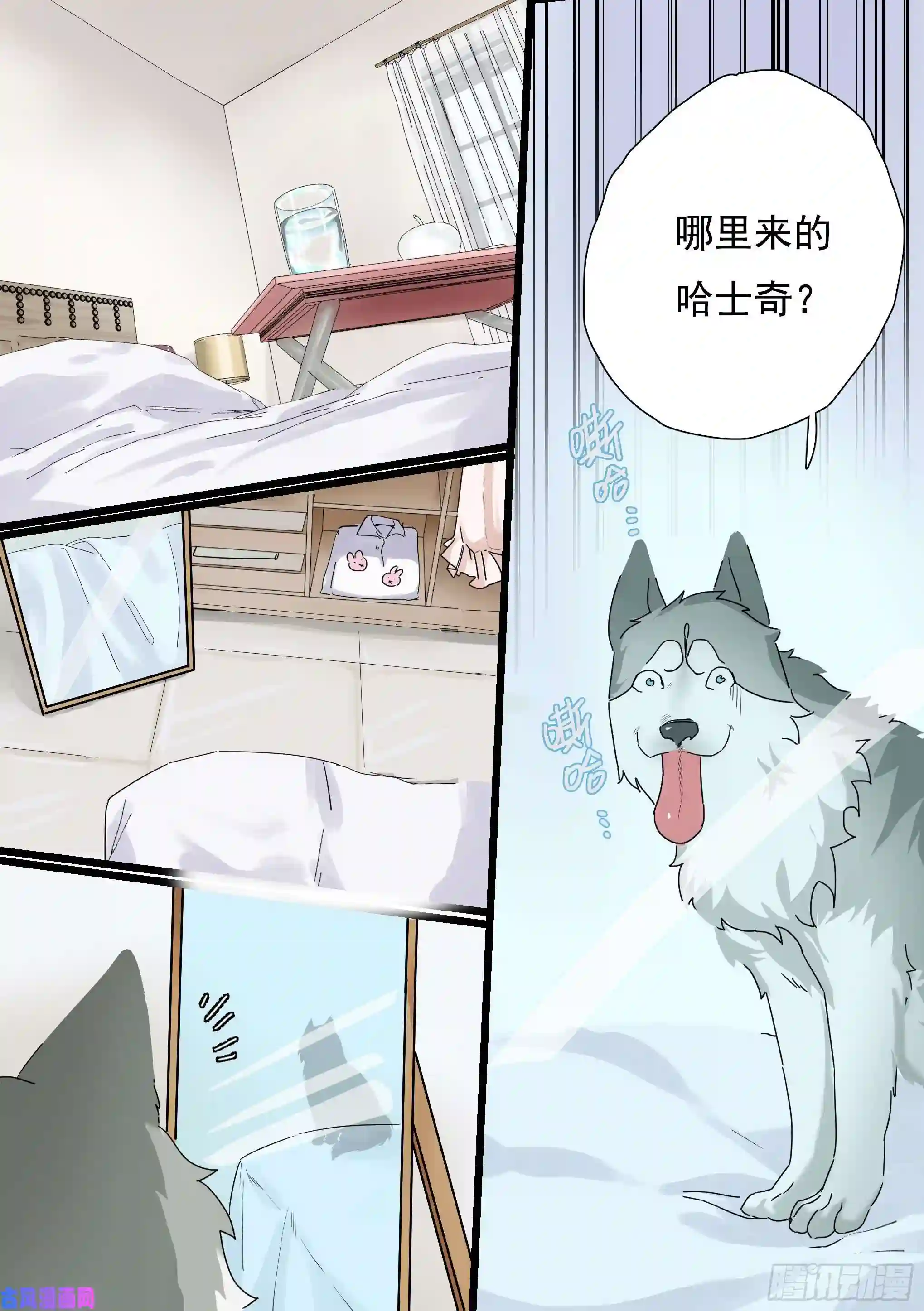 直播：女神家的哈士奇天秀预告