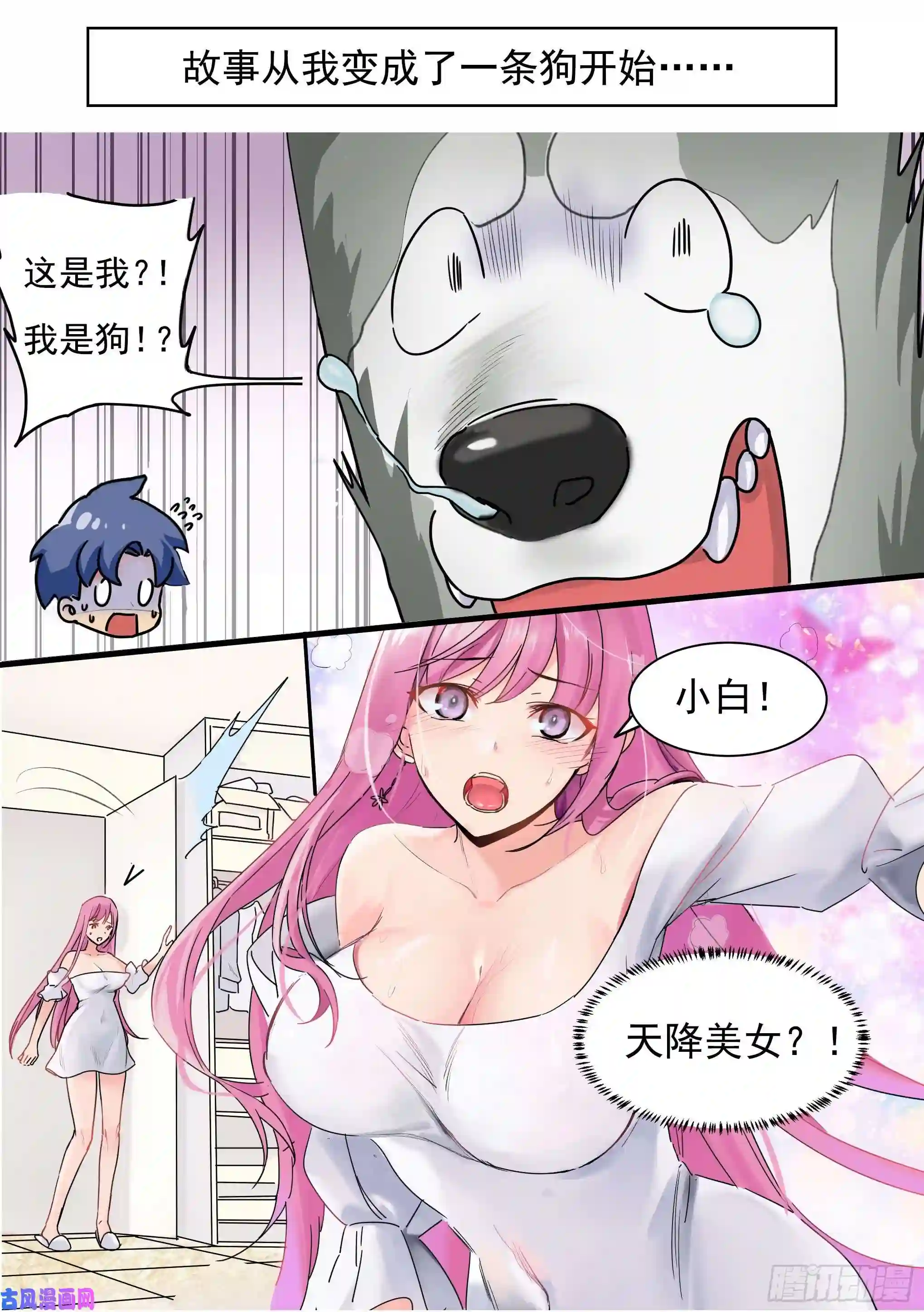 直播：女神家的哈士奇天秀预告