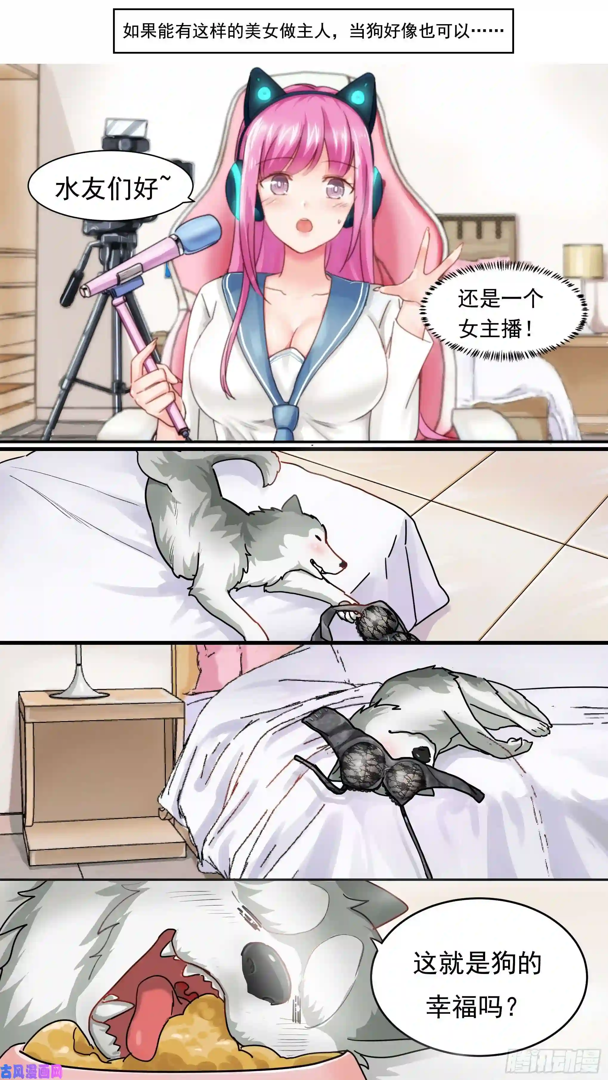 直播：女神家的哈士奇天秀预告