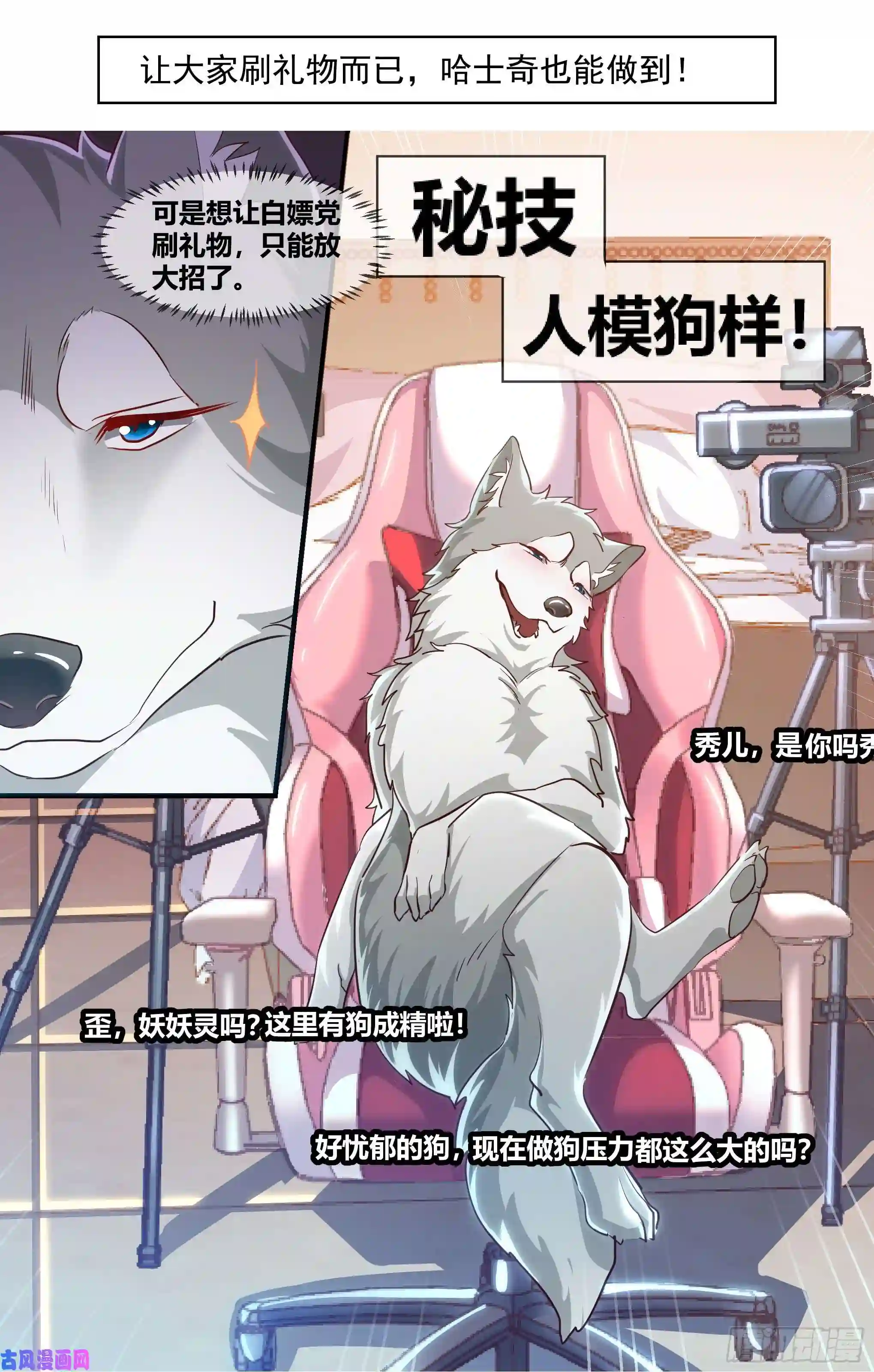 直播：女神家的哈士奇天秀预告