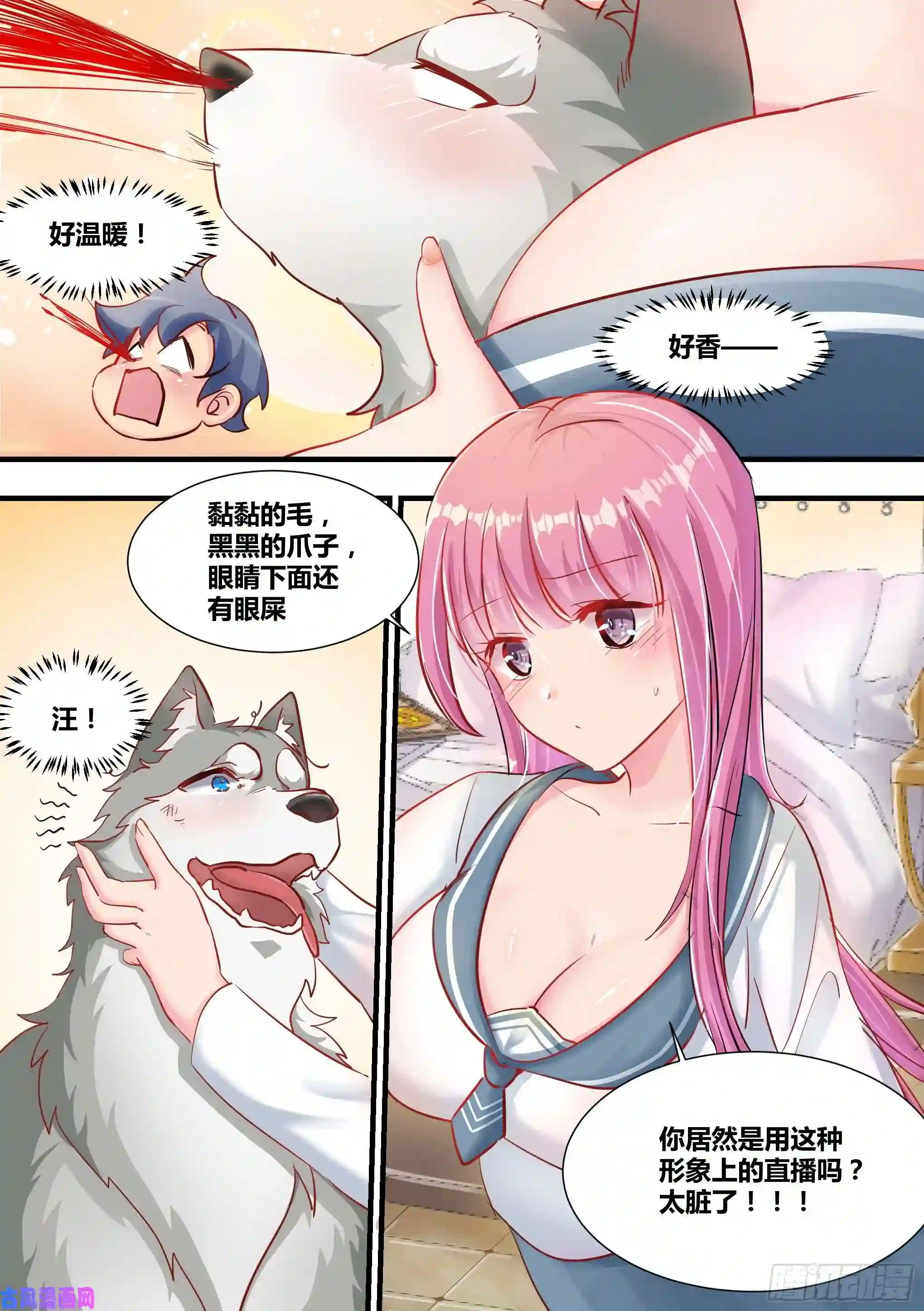 直播：女神家的哈士奇天秀2-“狗皇”诞生了！