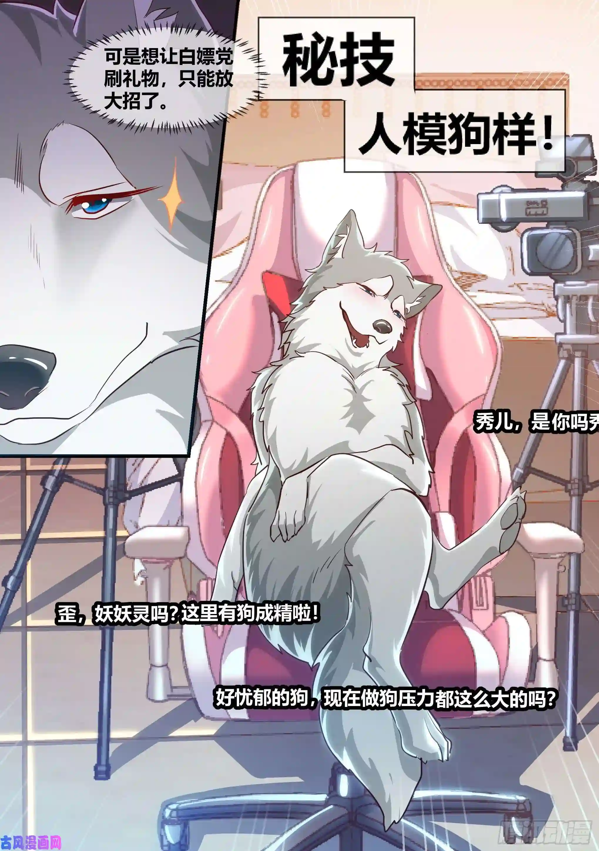 直播：女神家的哈士奇天秀2-“狗皇”诞生了！