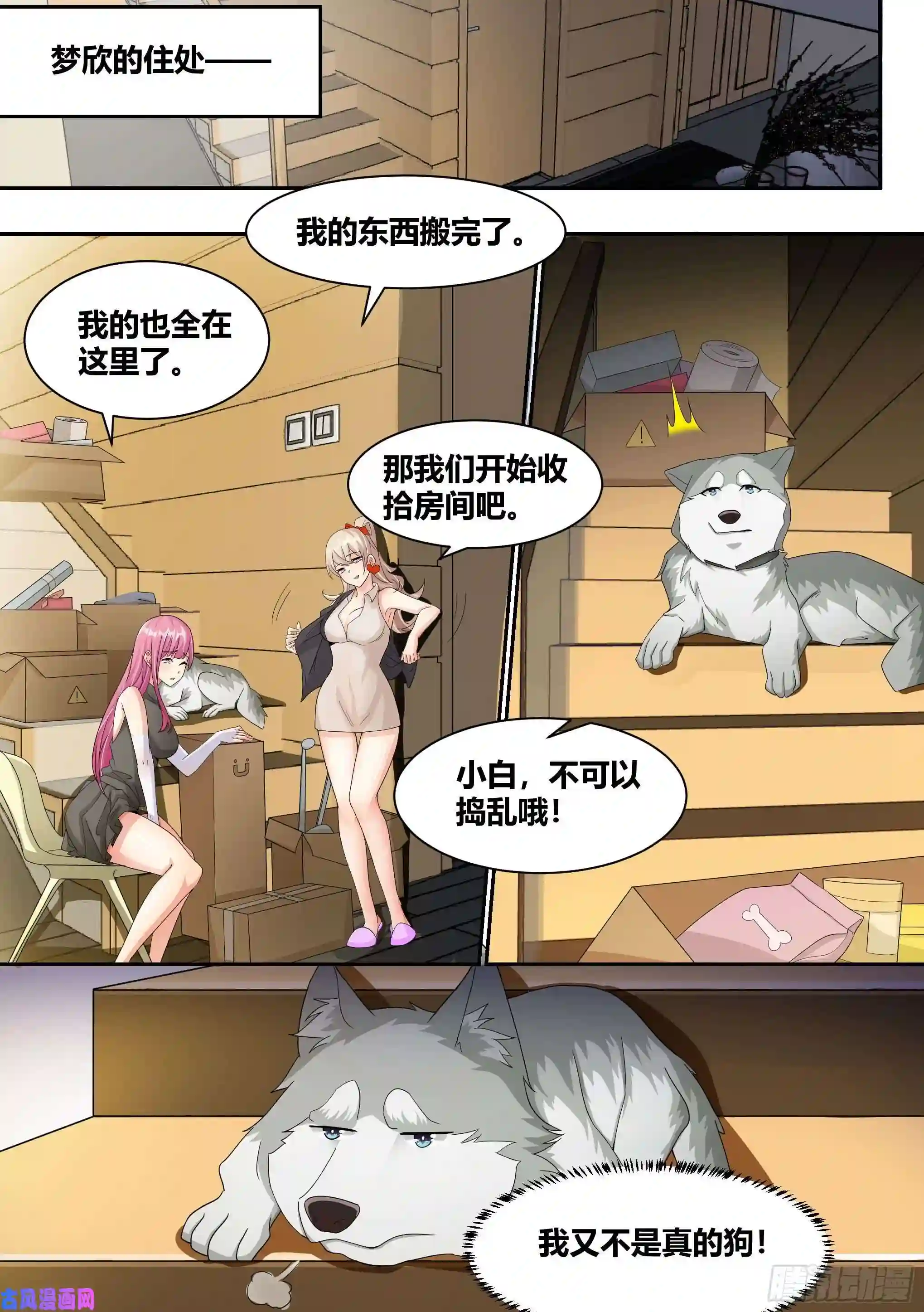 直播：女神家的哈士奇天秀7- 我也想直播“开车”嘛