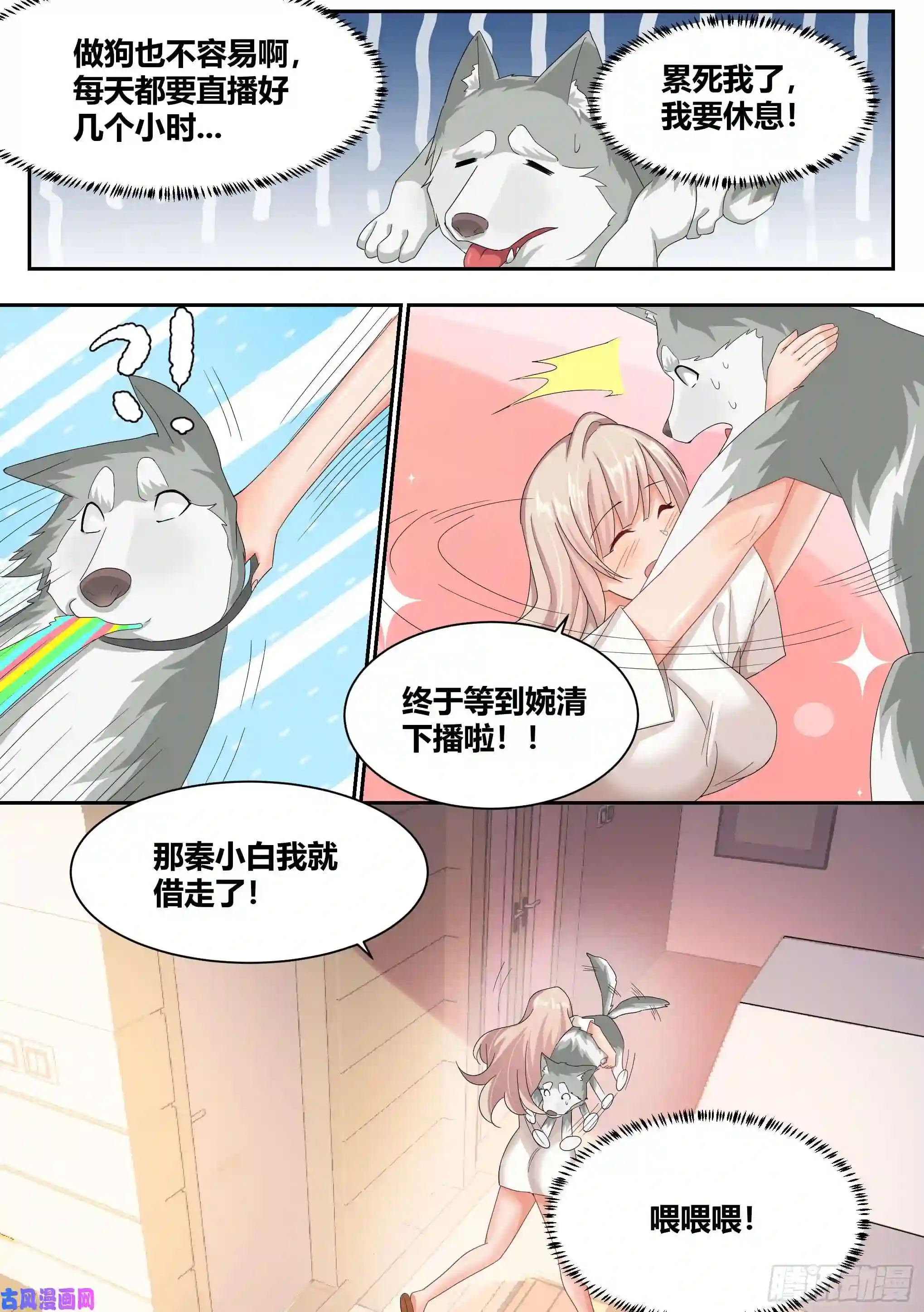 直播：女神家的哈士奇天秀8-被女人争抢的狗皇