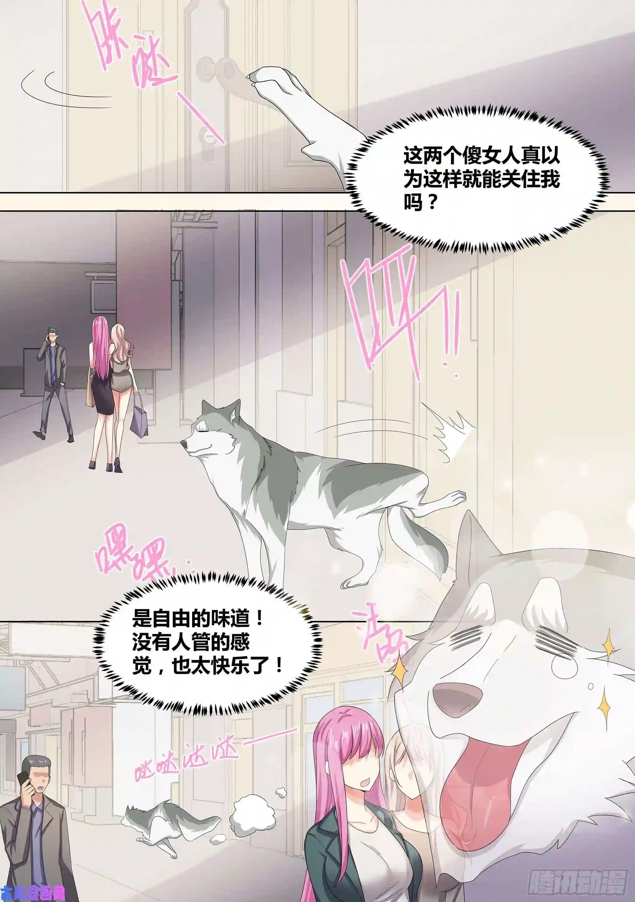 直播：女神家的哈士奇天秀9-小区“恶霸”