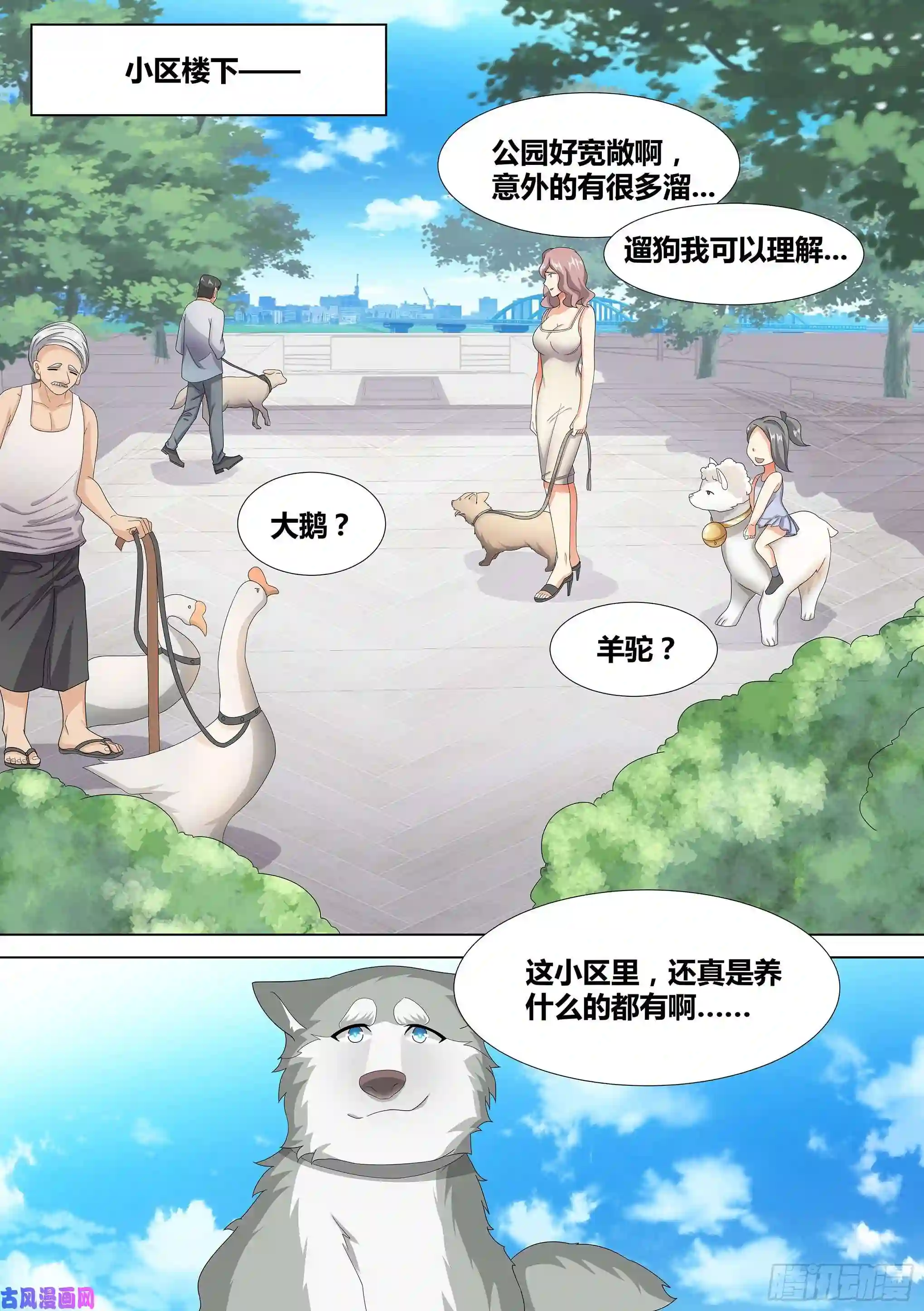 直播：女神家的哈士奇天秀9-小区“恶霸”