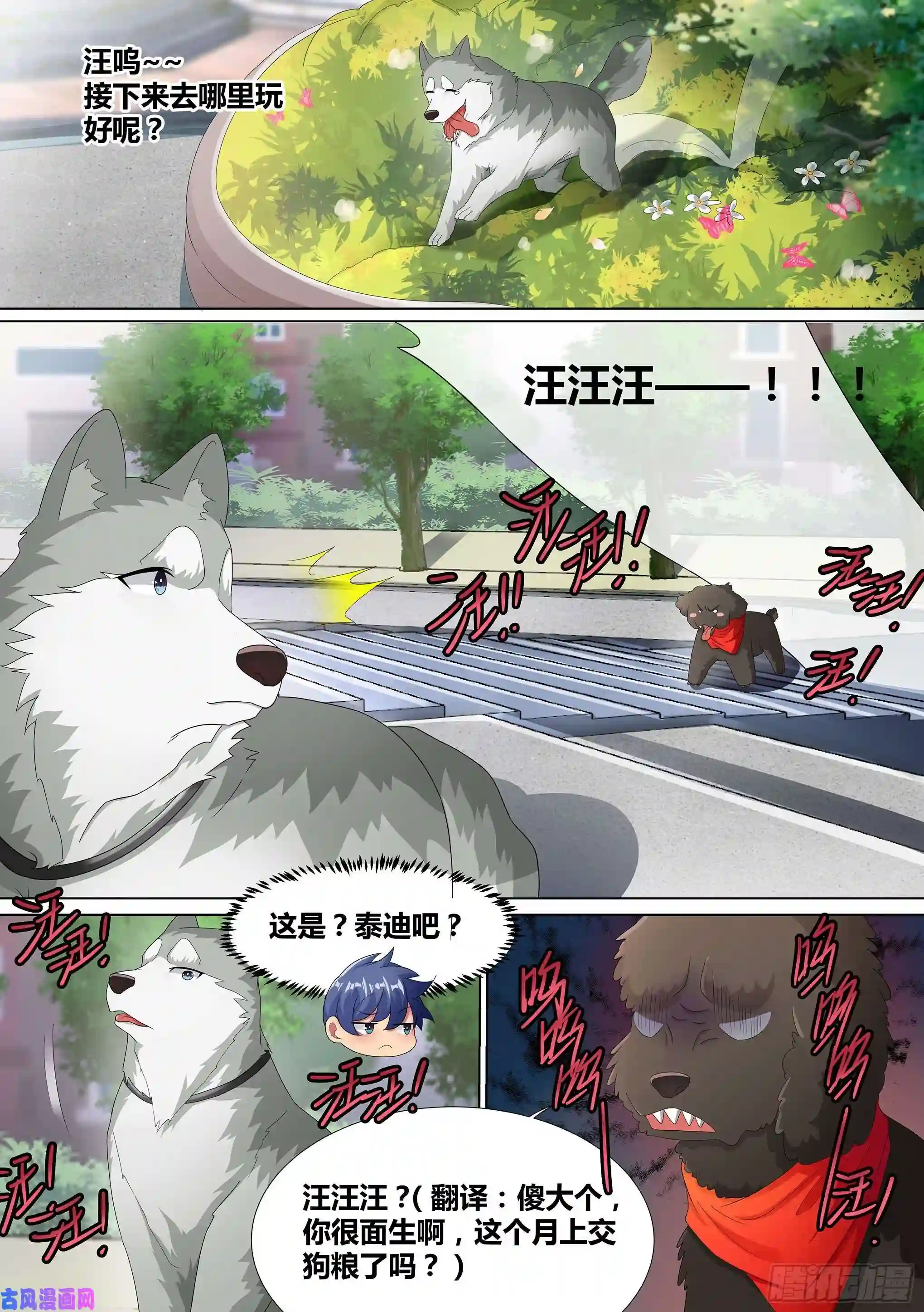 直播：女神家的哈士奇天秀9-小区“恶霸”