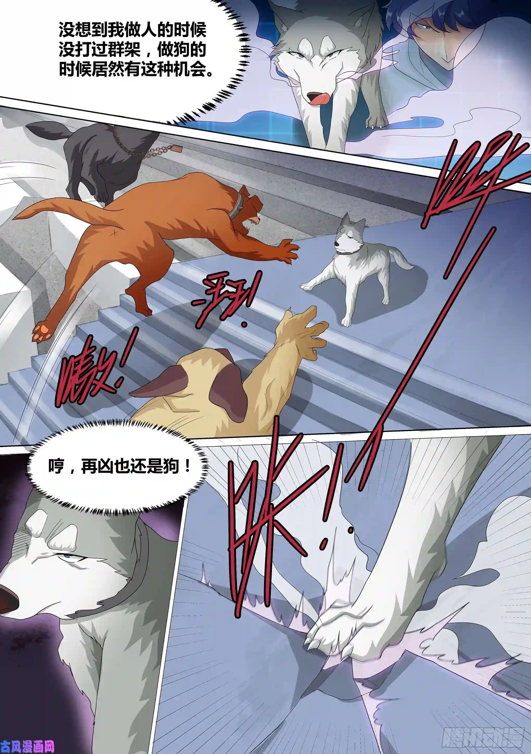 直播：女神家的哈士奇天秀10-无敌狗皇