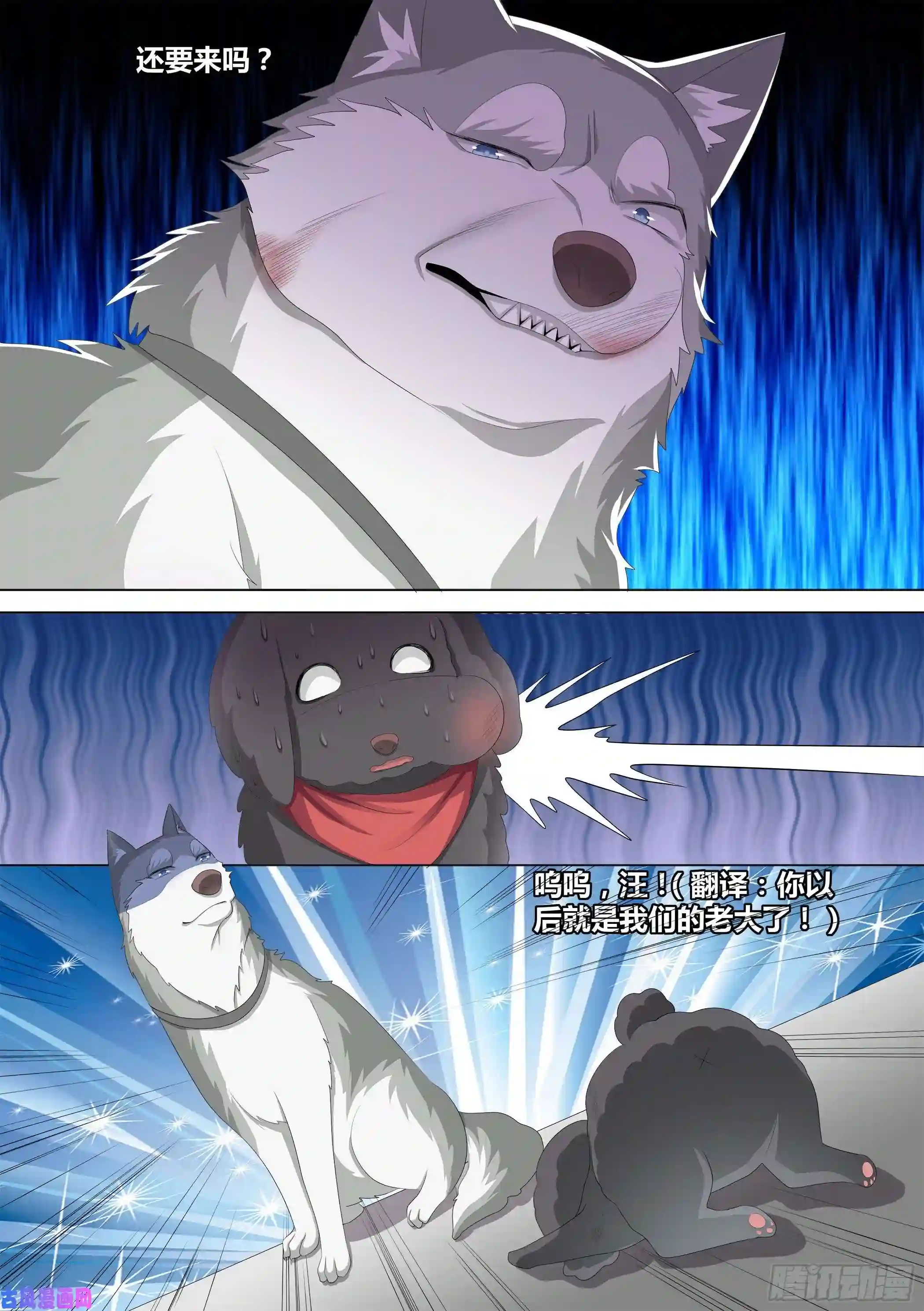 直播：女神家的哈士奇天秀10-无敌狗皇