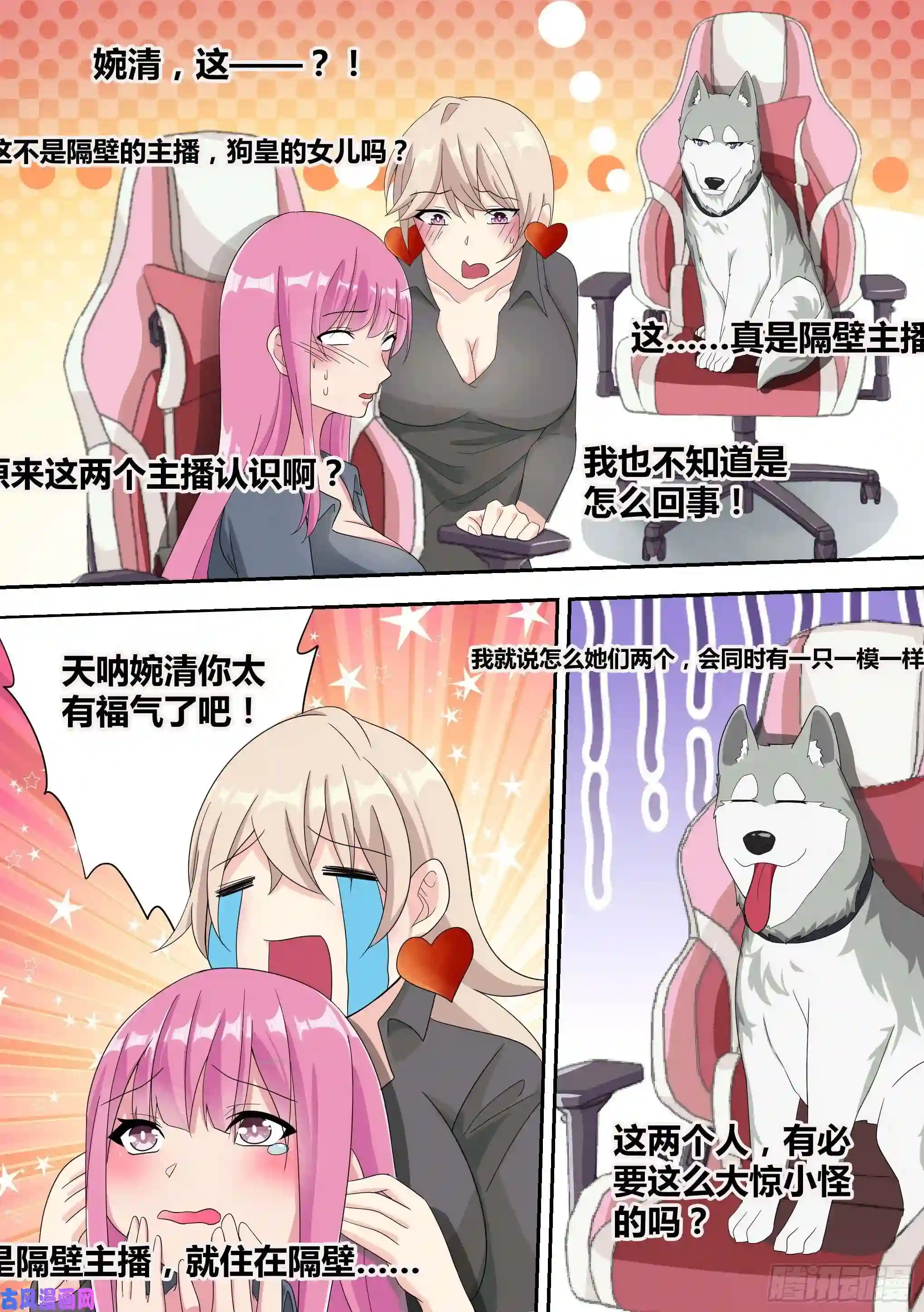 直播：女神家的哈士奇天秀15-狗皇进化