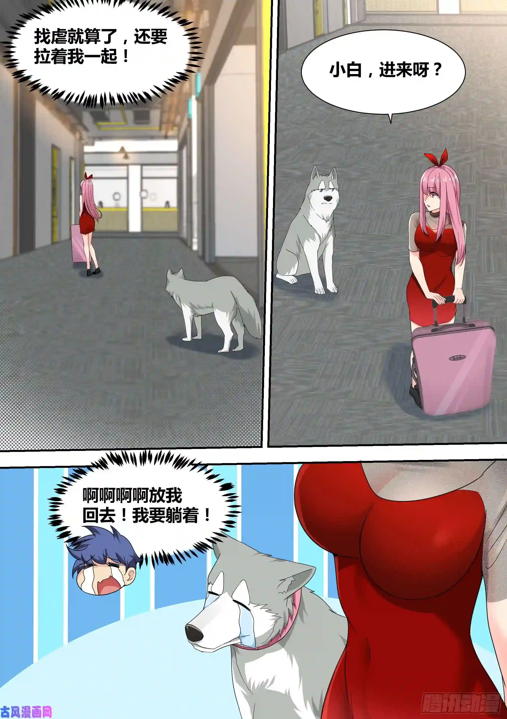 直播：女神家的哈士奇天秀16-荒岛，我来了！