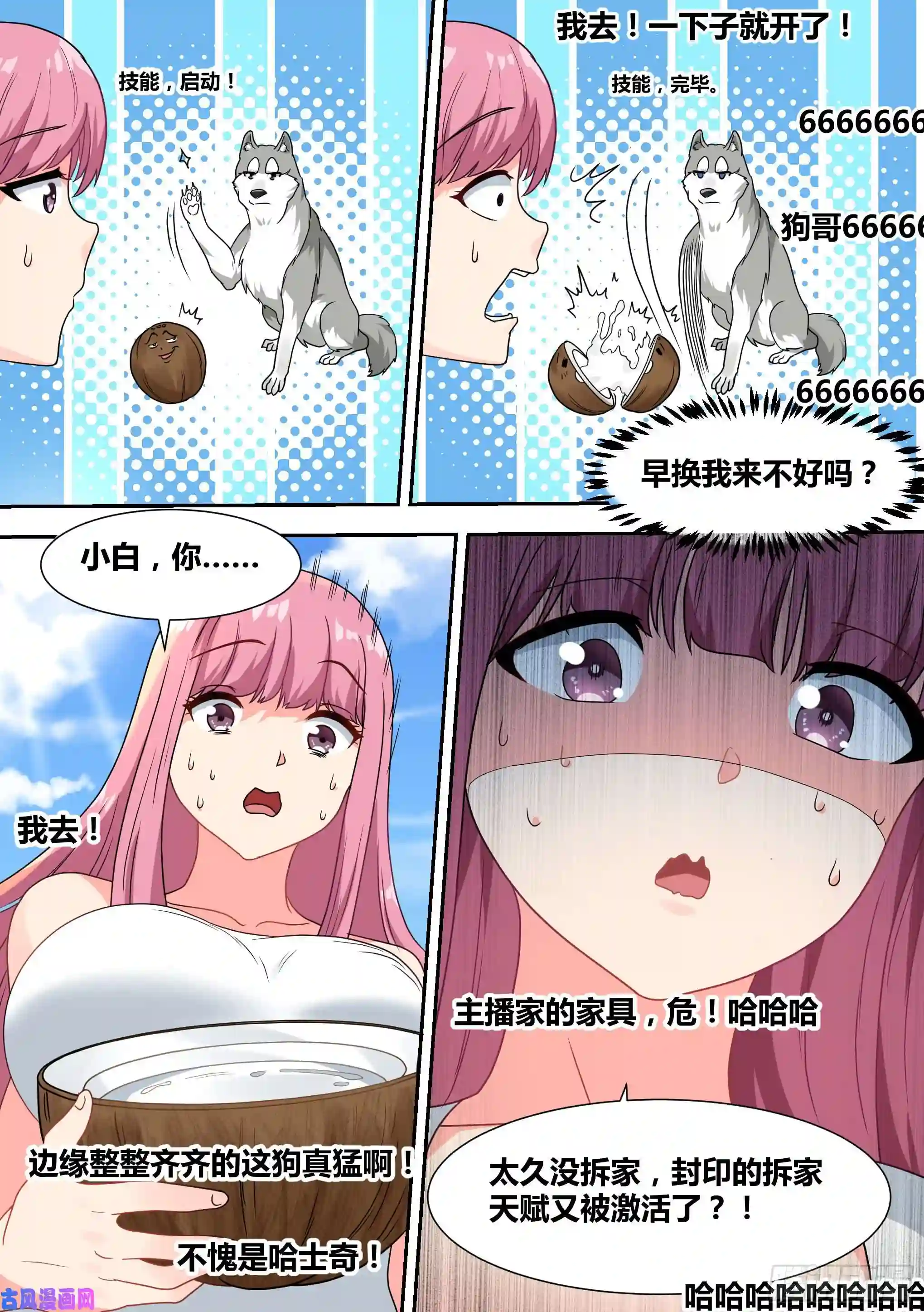 直播：女神家的哈士奇天秀17-开始荒野生存！