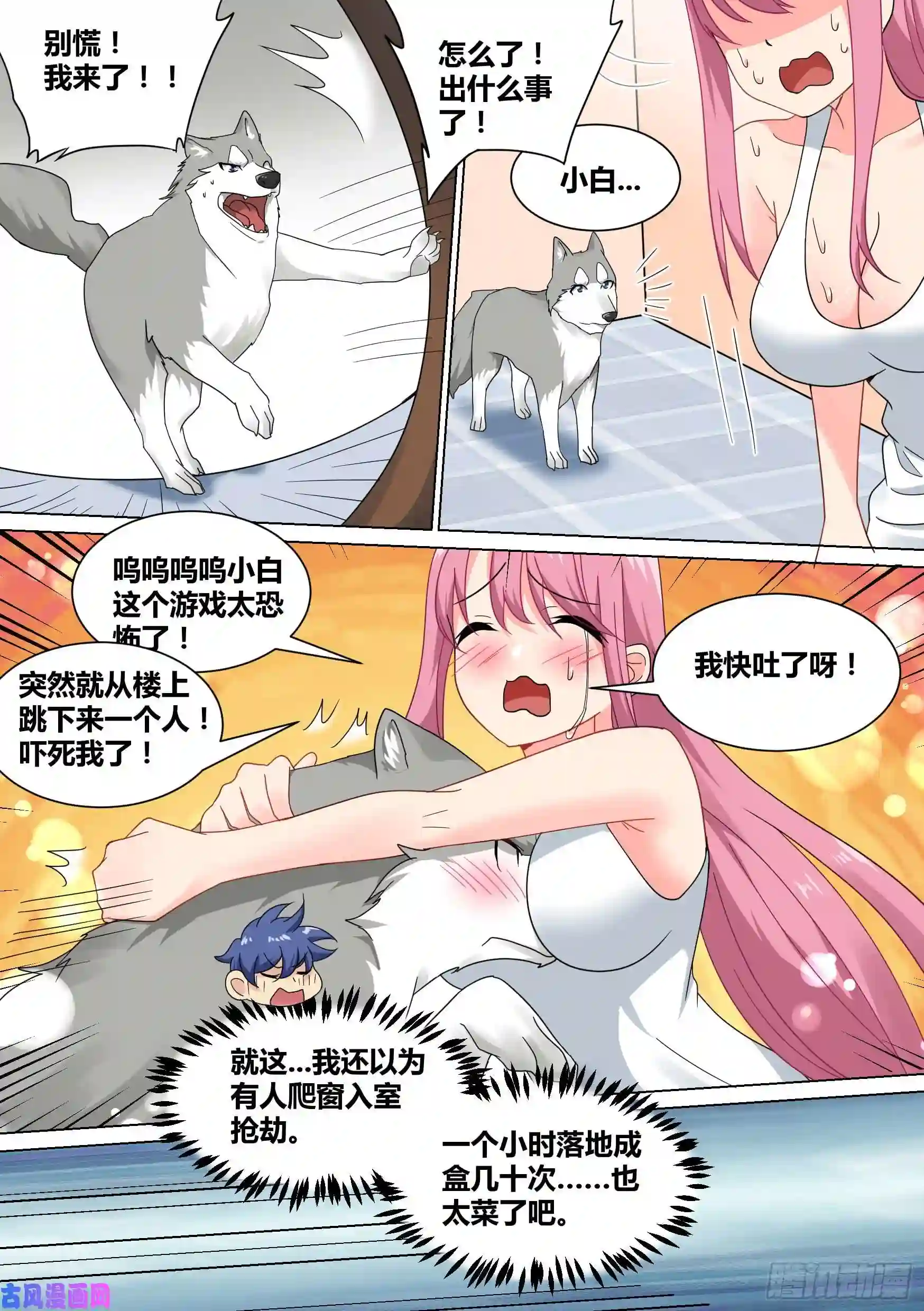 直播：女神家的哈士奇天秀22-拆家基因觉醒