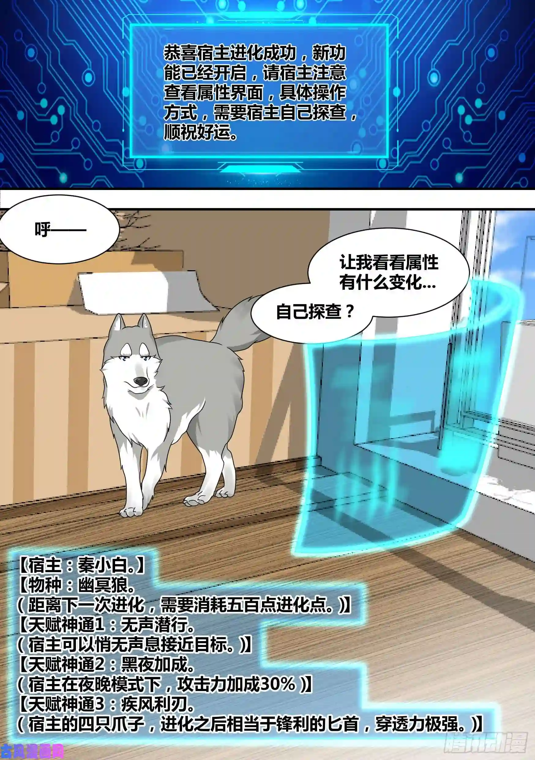 直播：女神家的哈士奇天秀22-拆家基因觉醒