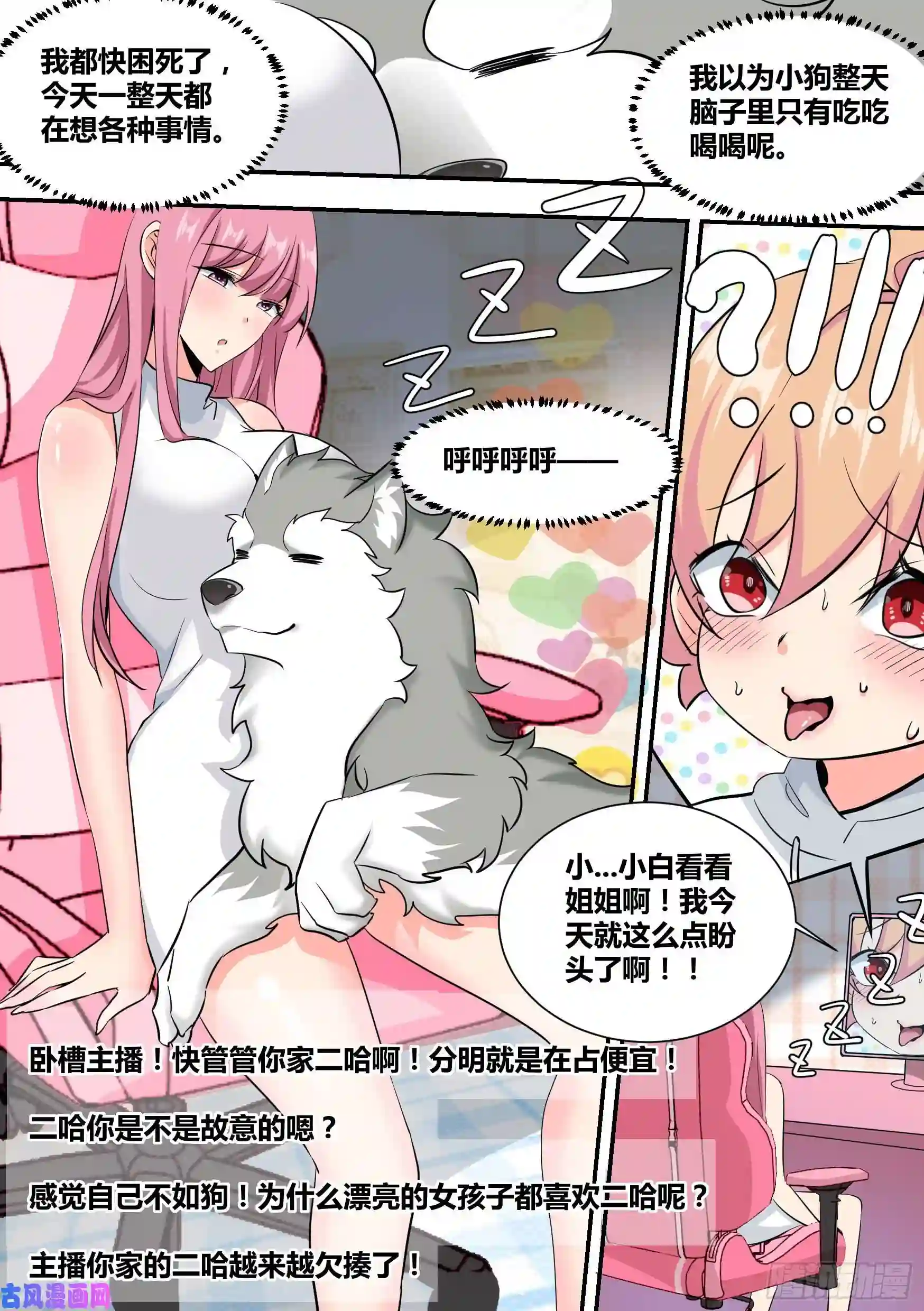 直播：女神家的哈士奇天秀35-女人的怒火