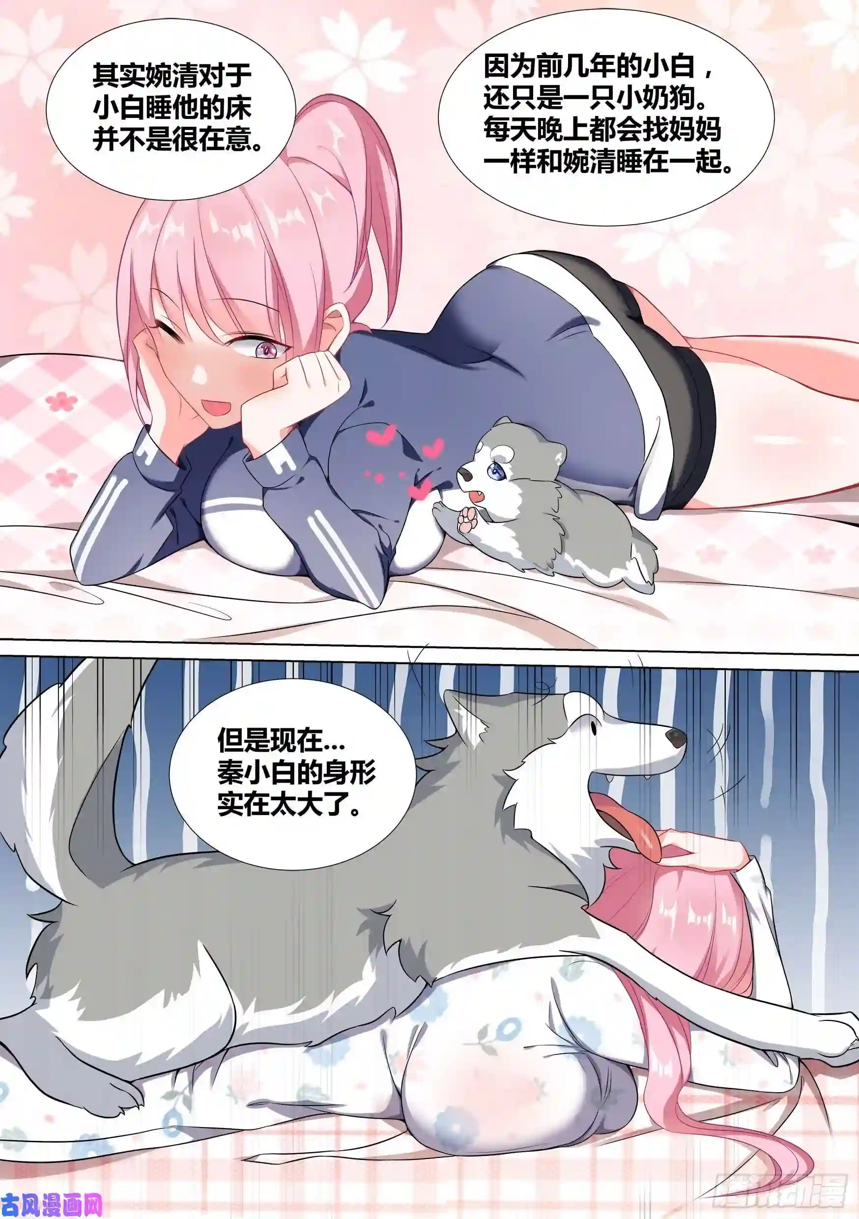 直播：女神家的哈士奇天秀48-爬上婉清的床