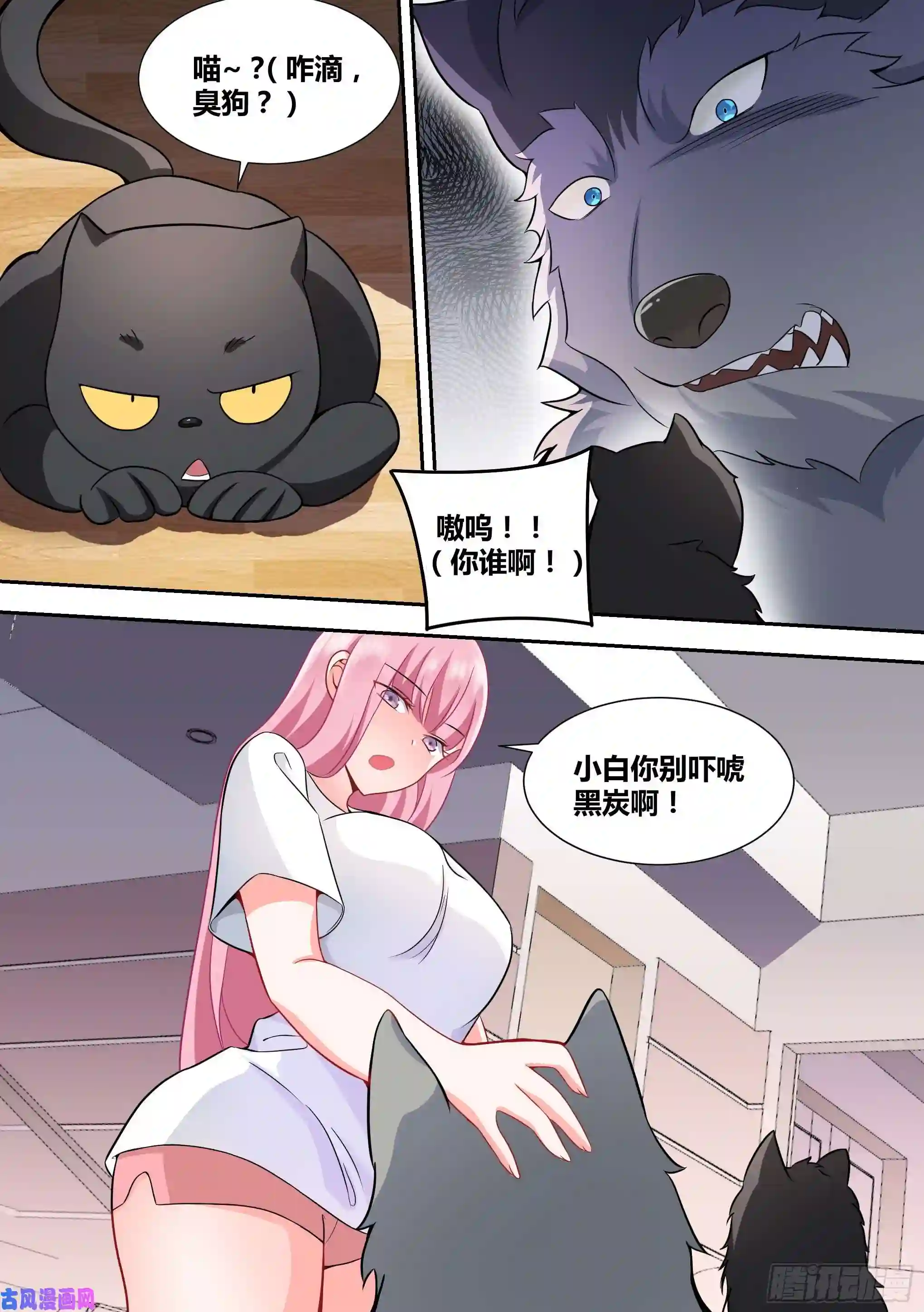 直播：女神家的哈士奇天秀49-小白VS黑炭