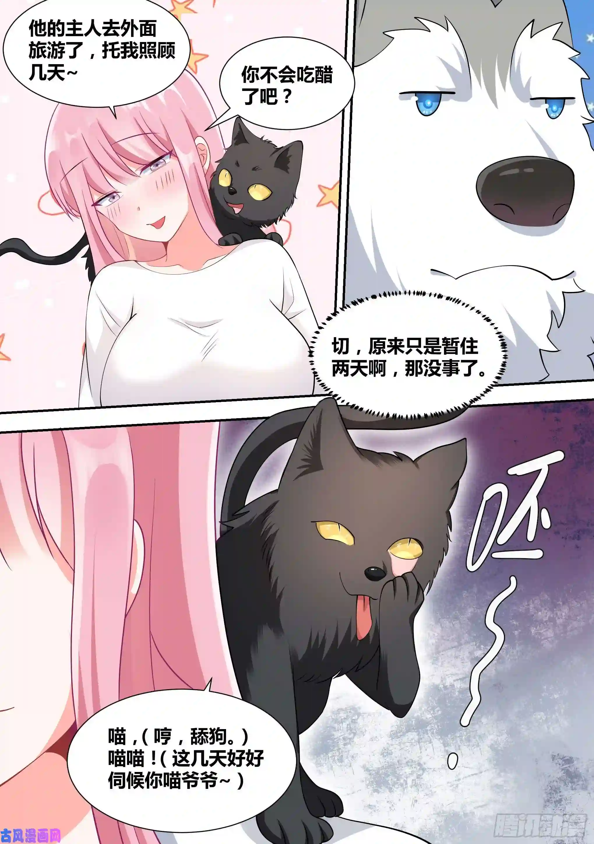 直播：女神家的哈士奇天秀49-小白VS黑炭