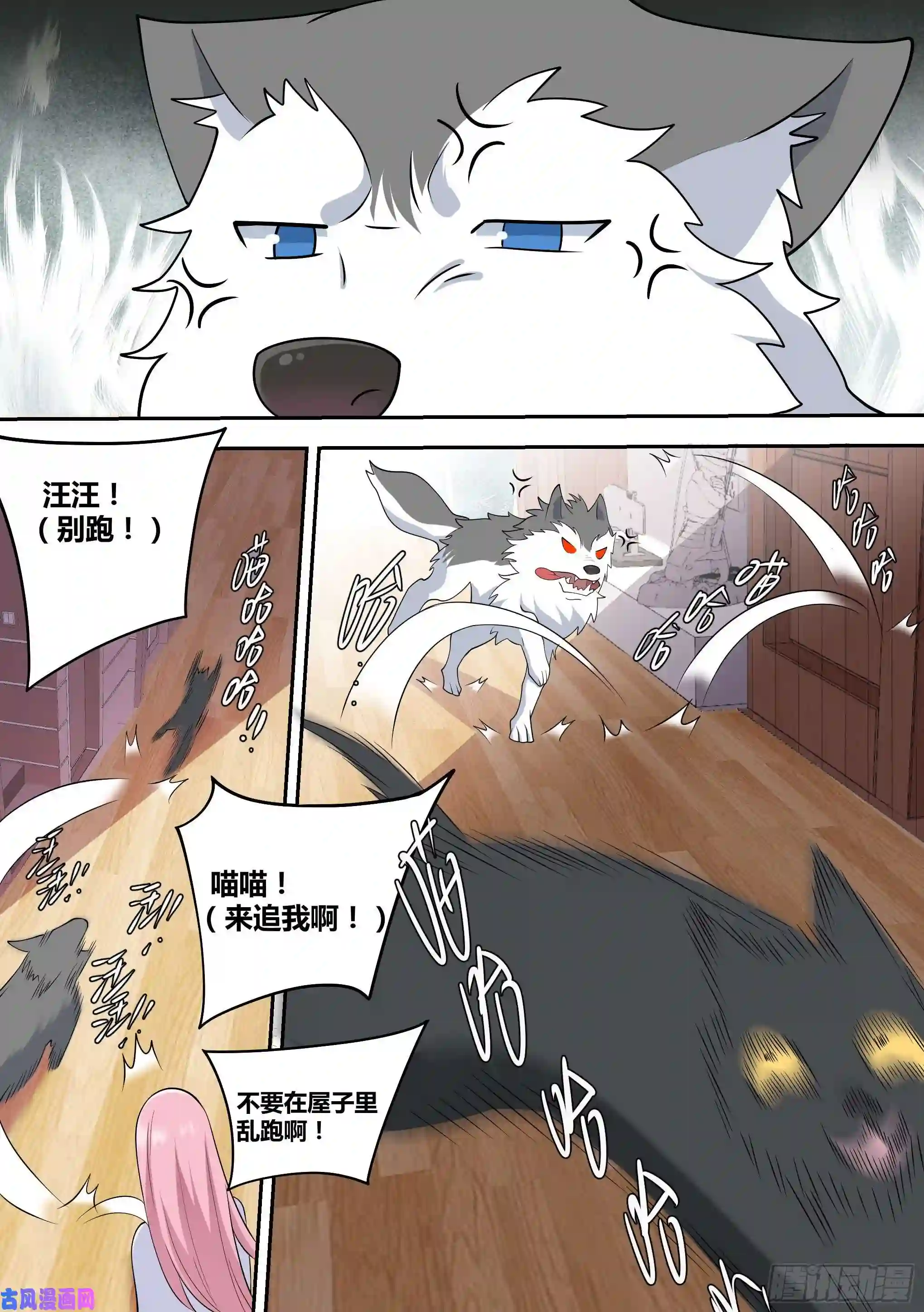 直播：女神家的哈士奇天秀49-小白VS黑炭