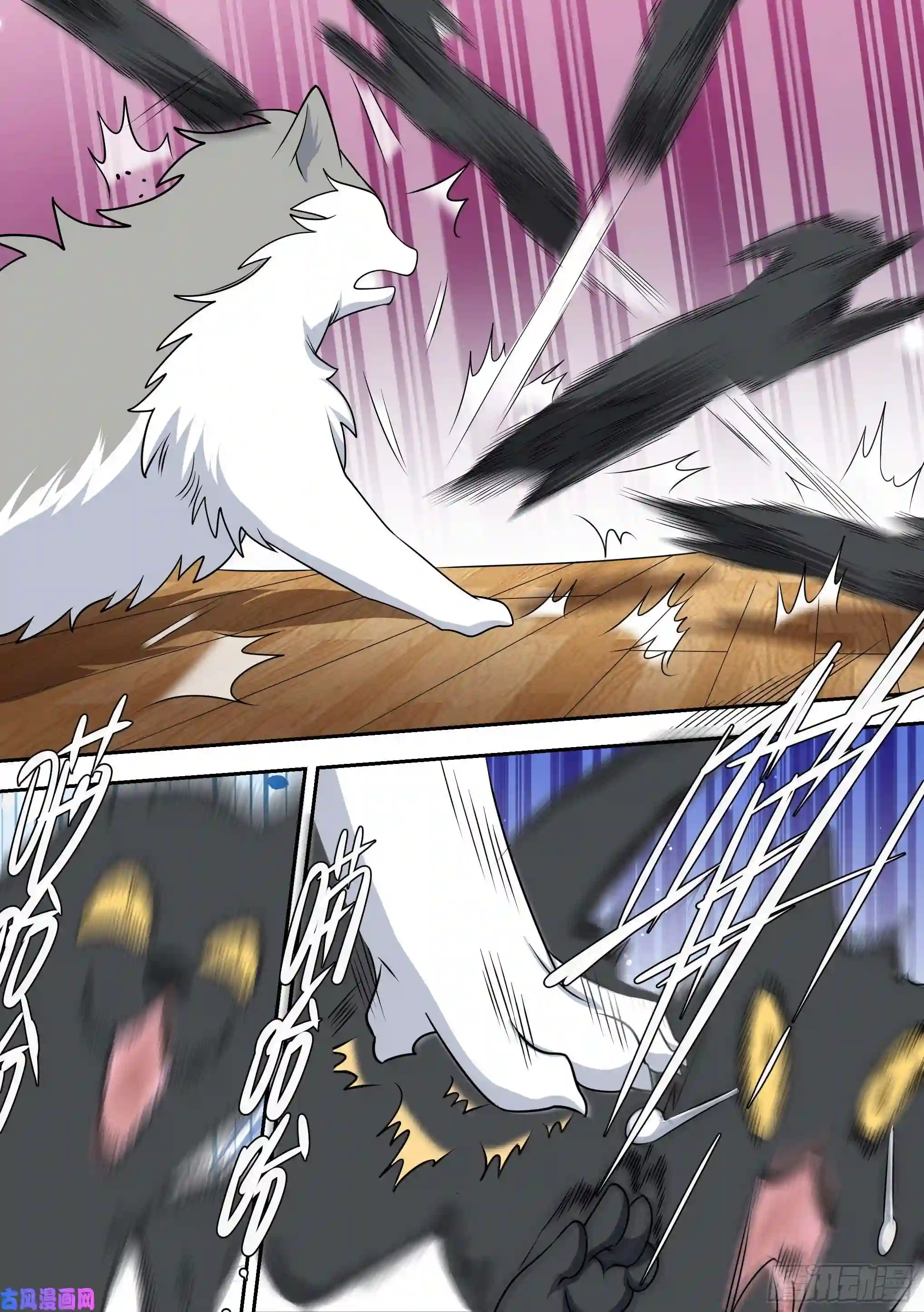 直播：女神家的哈士奇天秀49-小白VS黑炭