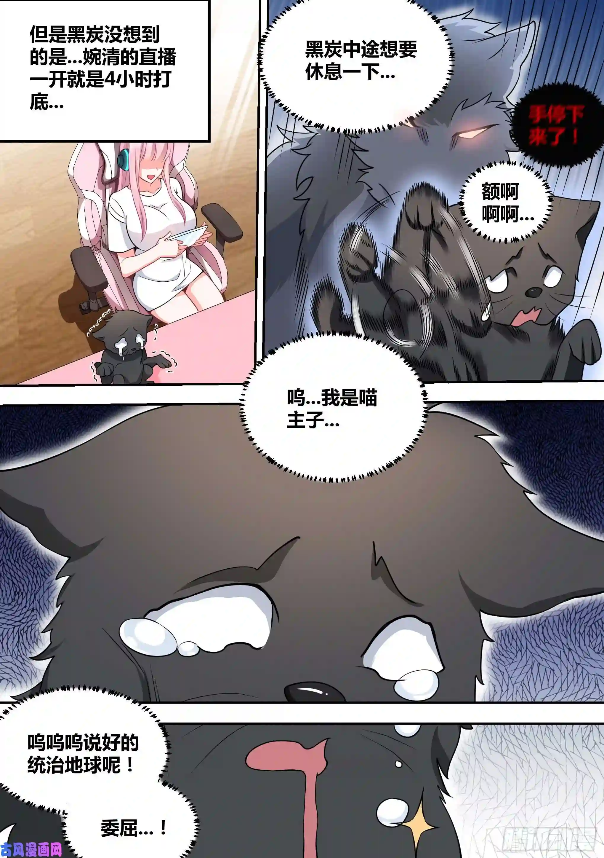 直播：女神家的哈士奇天秀50-招财“黑炭”