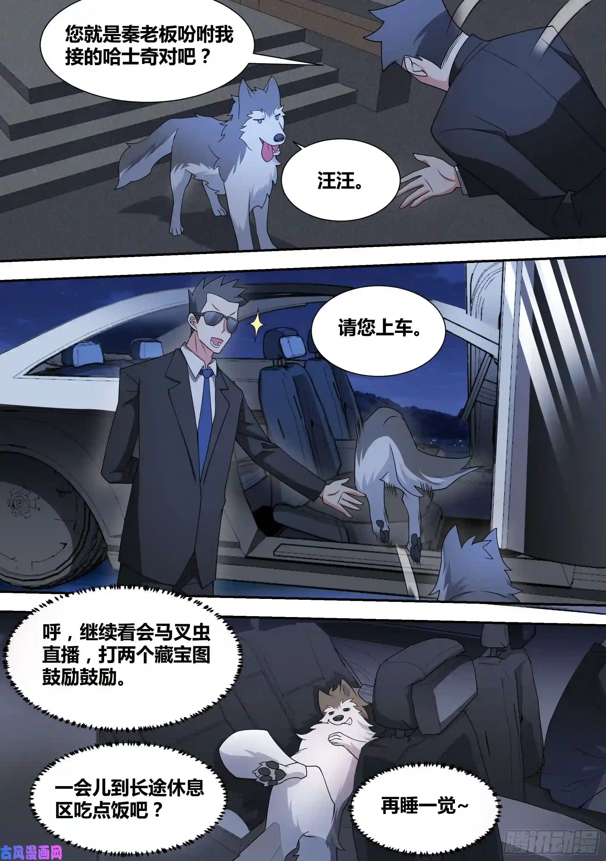 直播：女神家的哈士奇天秀67-汪汪！