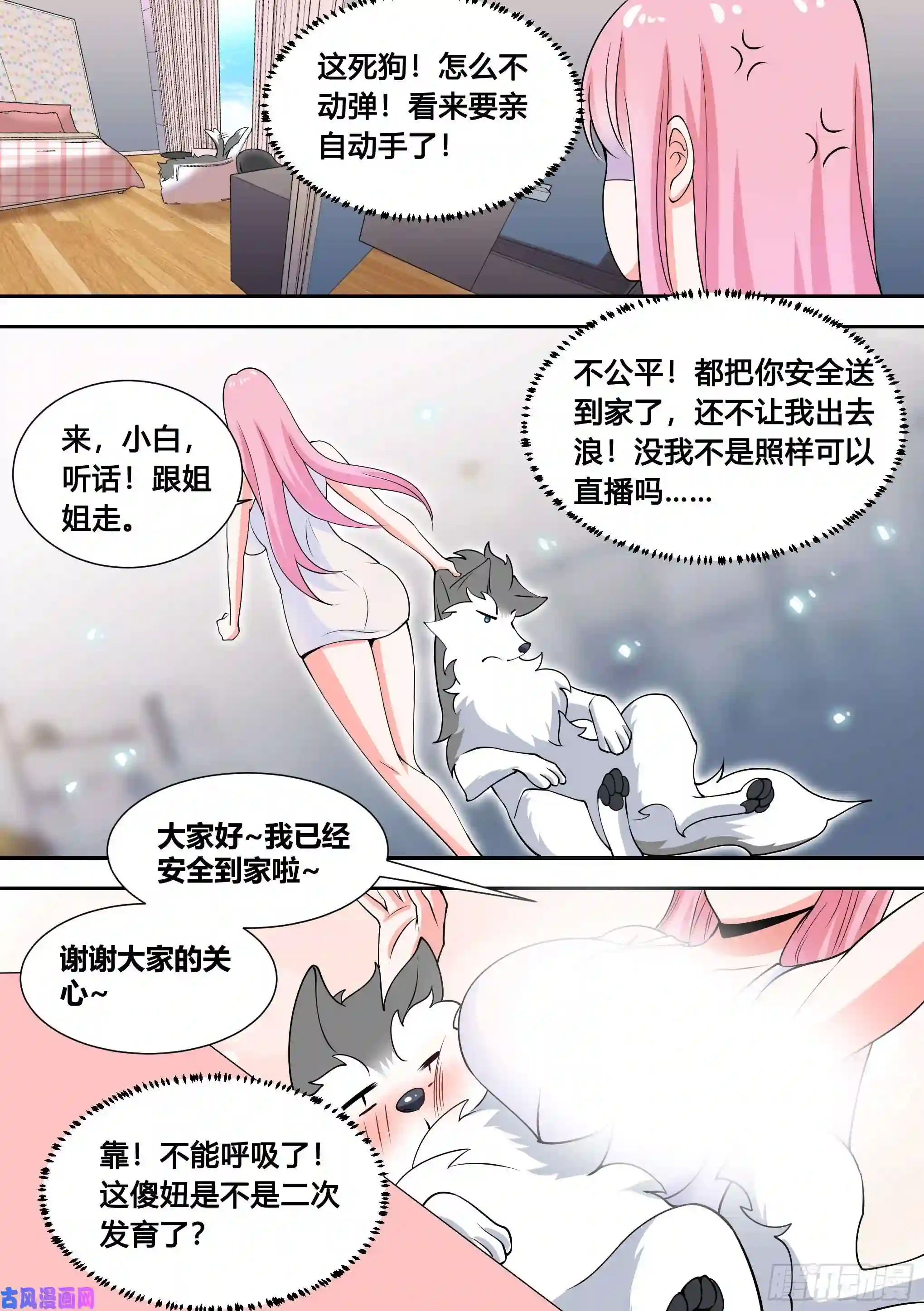 直播：女神家的哈士奇天秀81-给小白洗澡