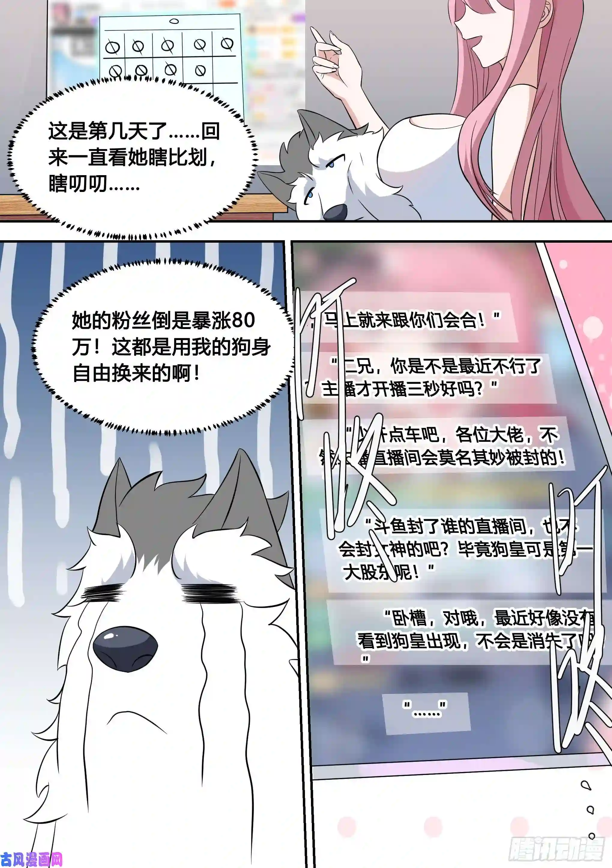 直播：女神家的哈士奇天秀81-给小白洗澡