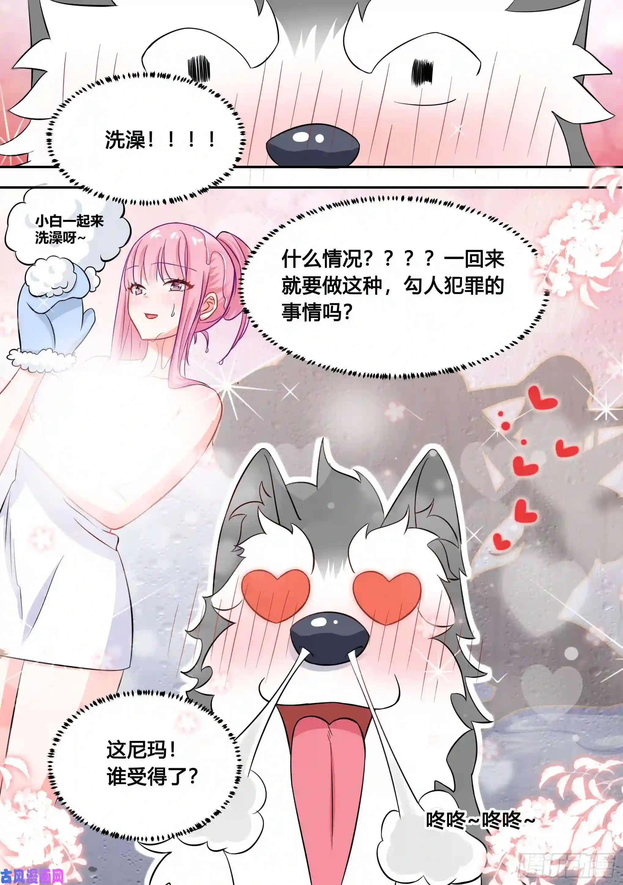 直播：女神家的哈士奇天秀81-给小白洗澡