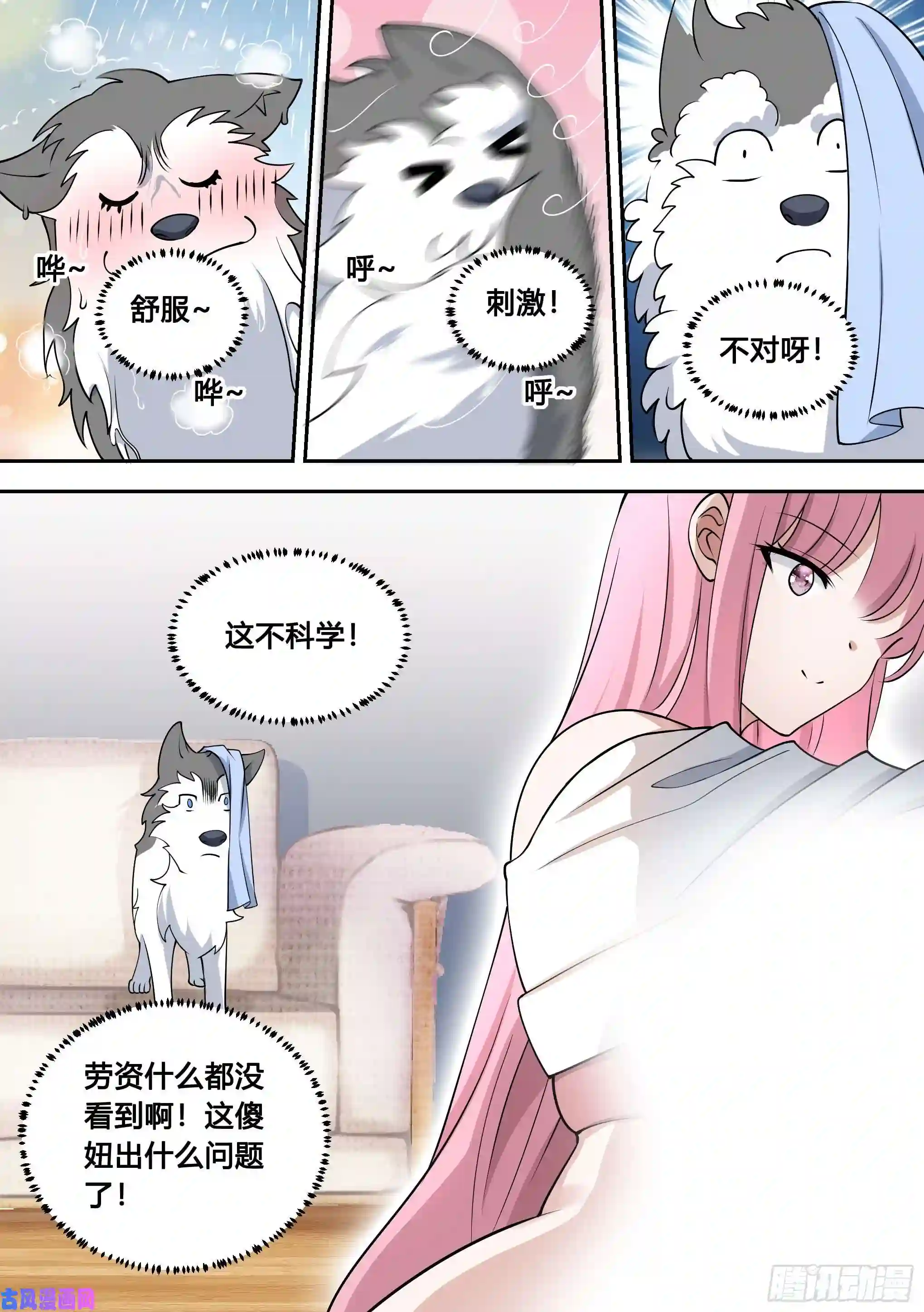 直播：女神家的哈士奇天秀81-给小白洗澡