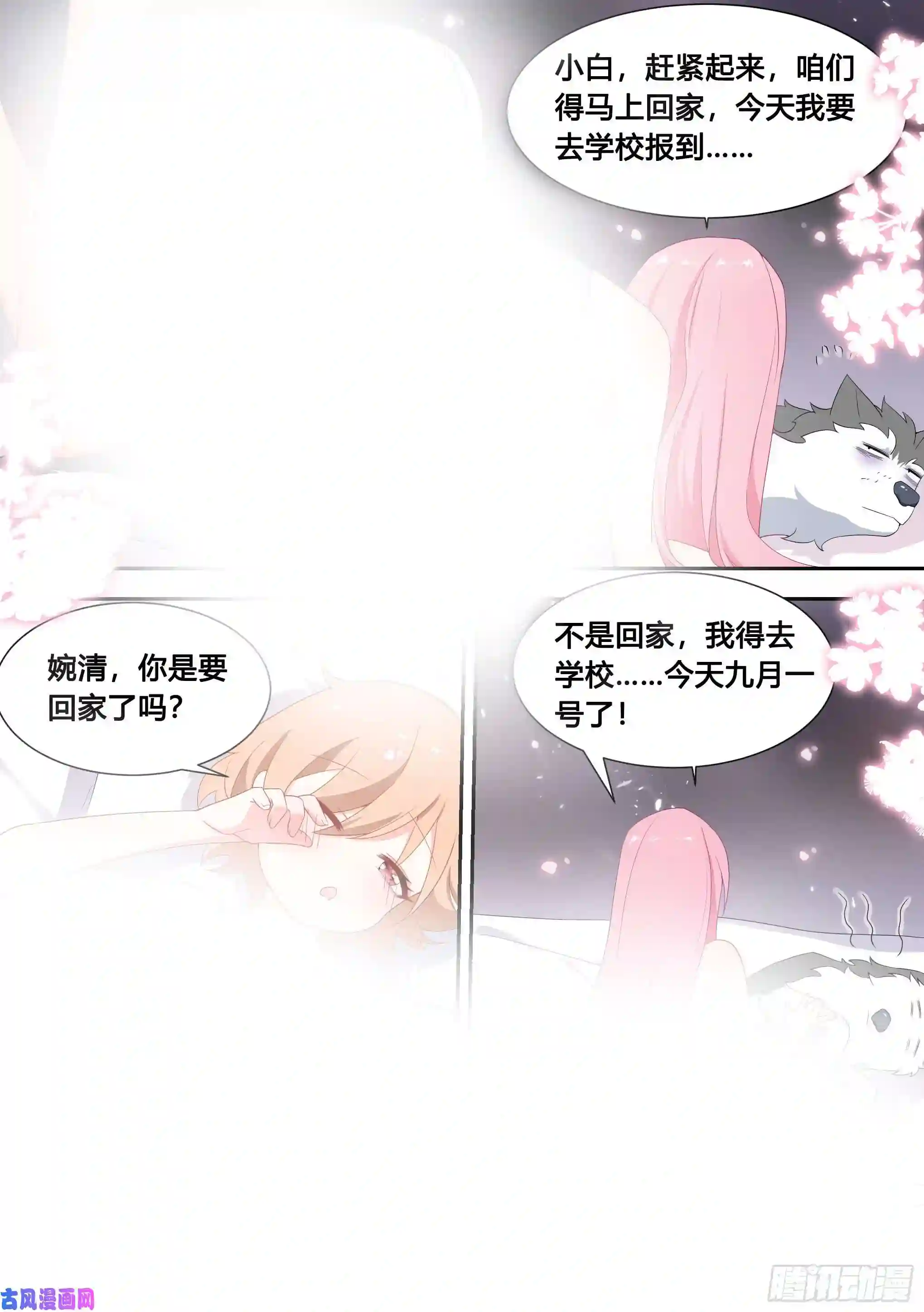 直播：女神家的哈士奇天秀87-二哈也要上学？