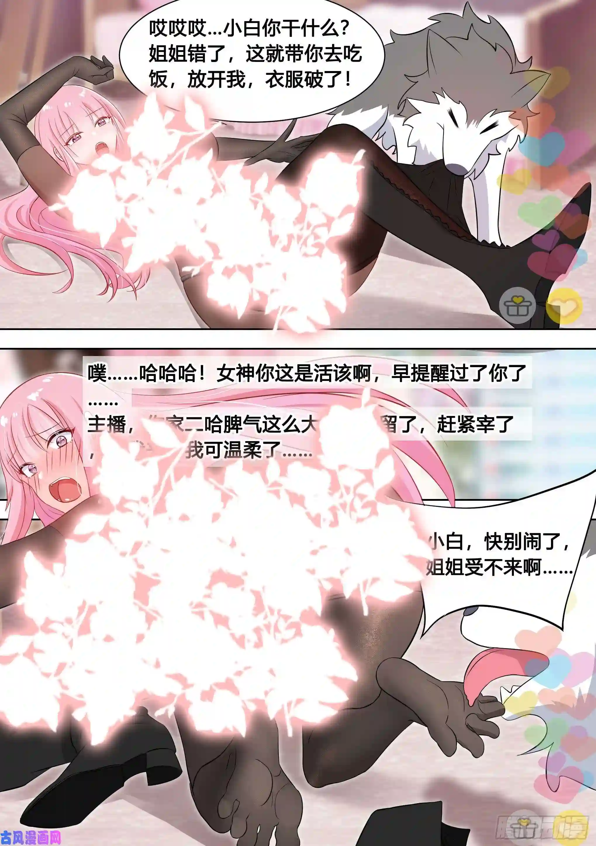 直播：女神家的哈士奇天秀98-我上电视啦