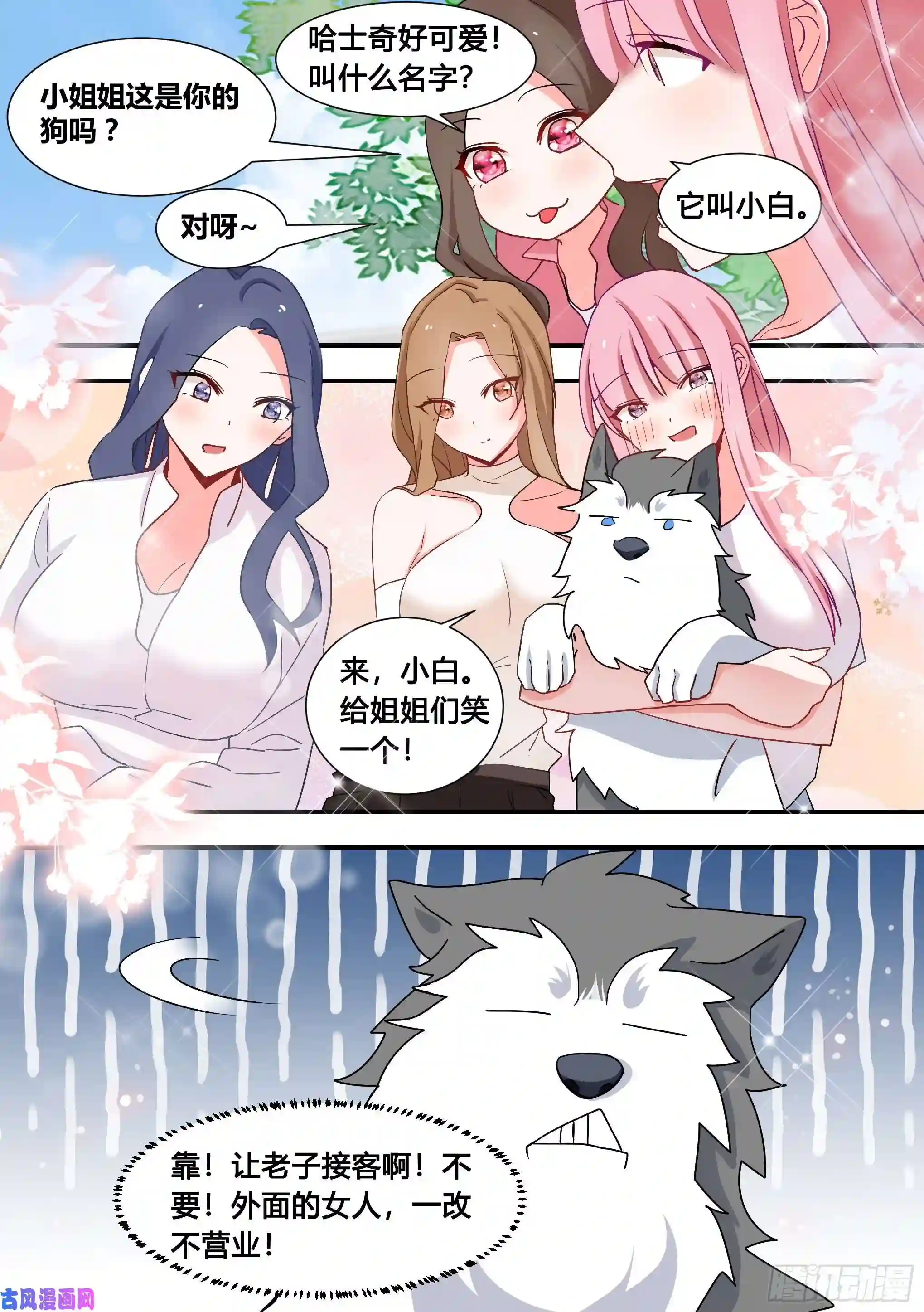 直播：女神家的哈士奇天秀101-农民生活开启！