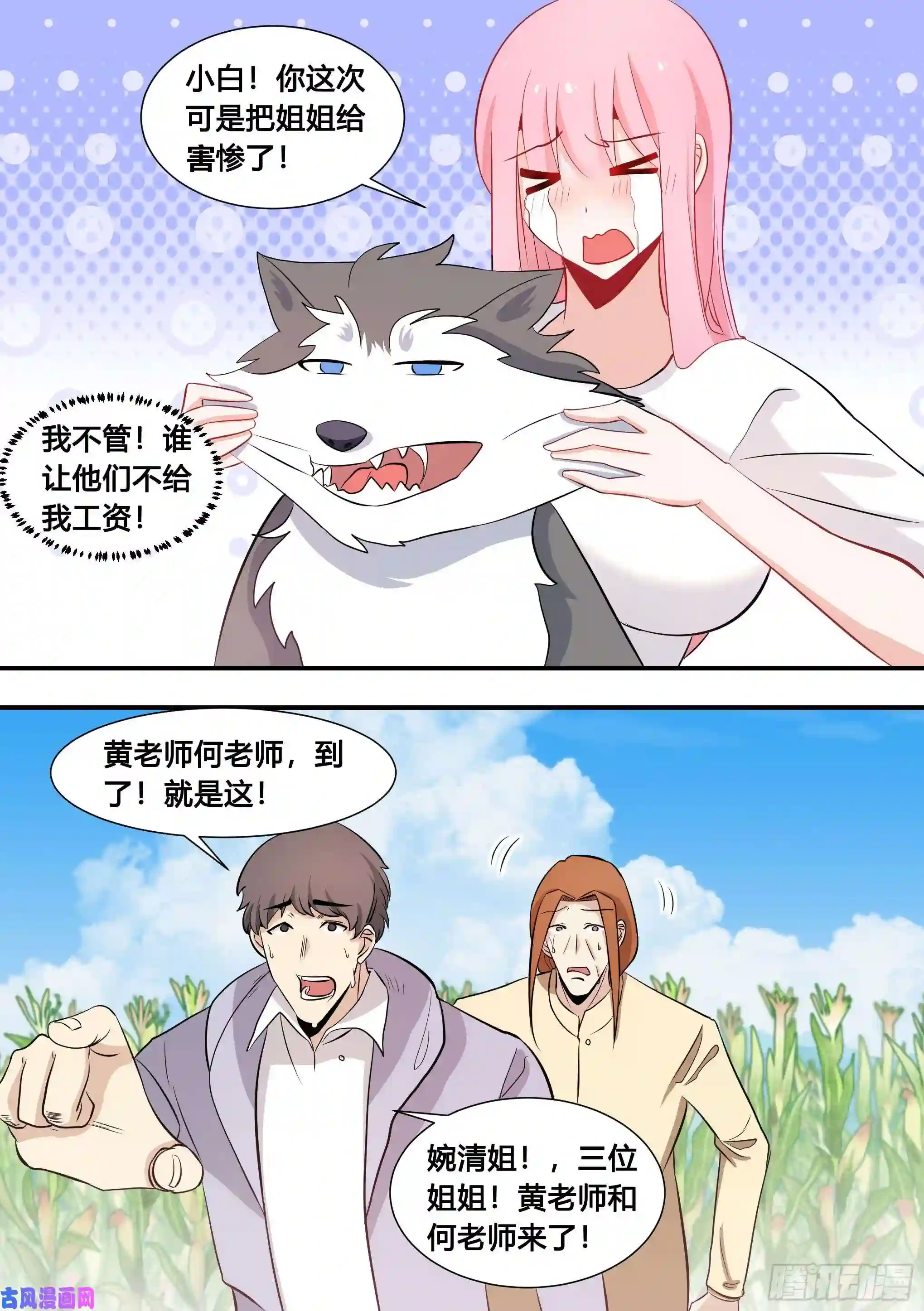 直播：女神家的哈士奇天秀103-心机小白拆家计