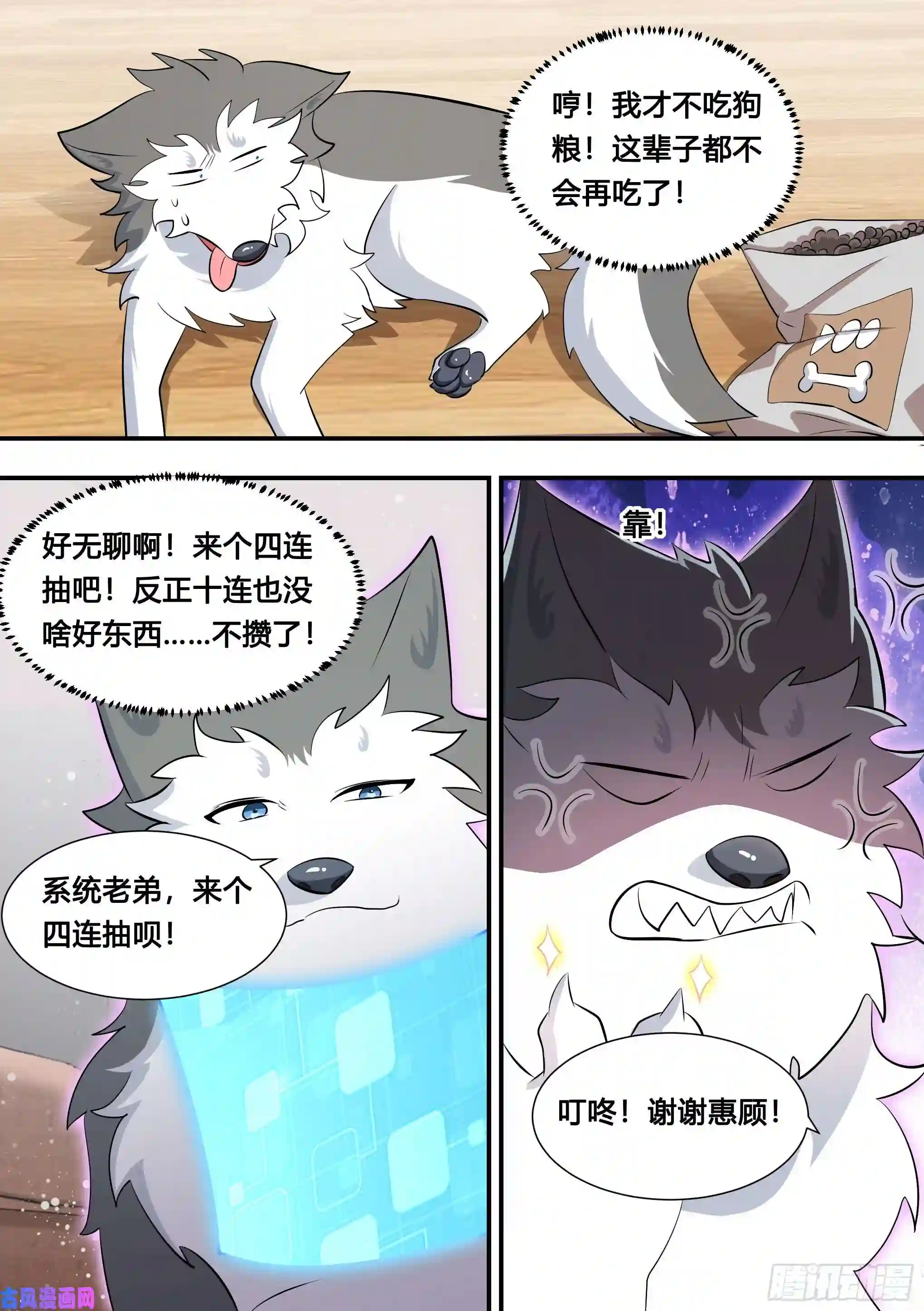直播：女神家的哈士奇天秀115-聚会不如吃炸串