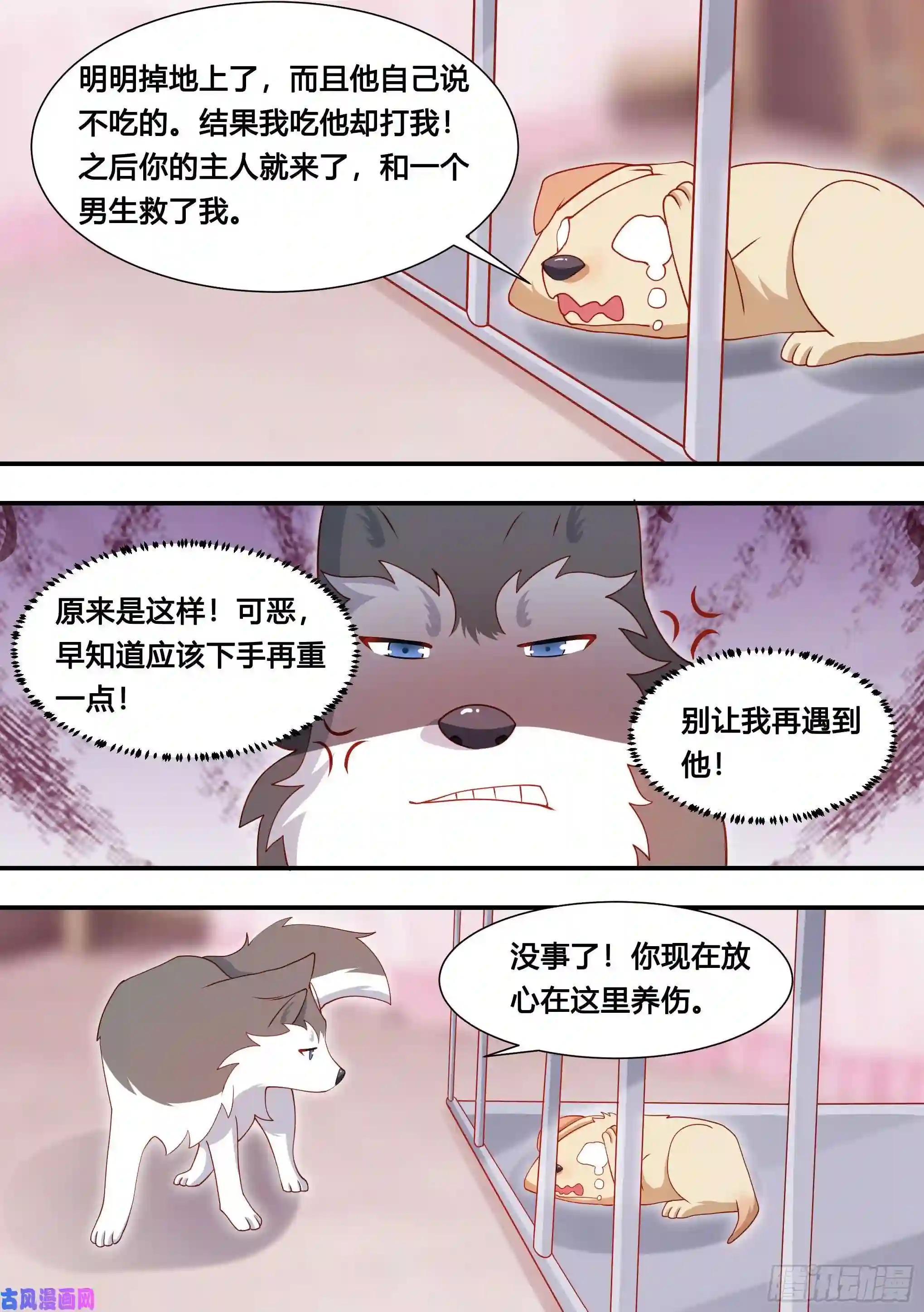 直播：女神家的哈士奇天秀127-流浪狗的苦难生活