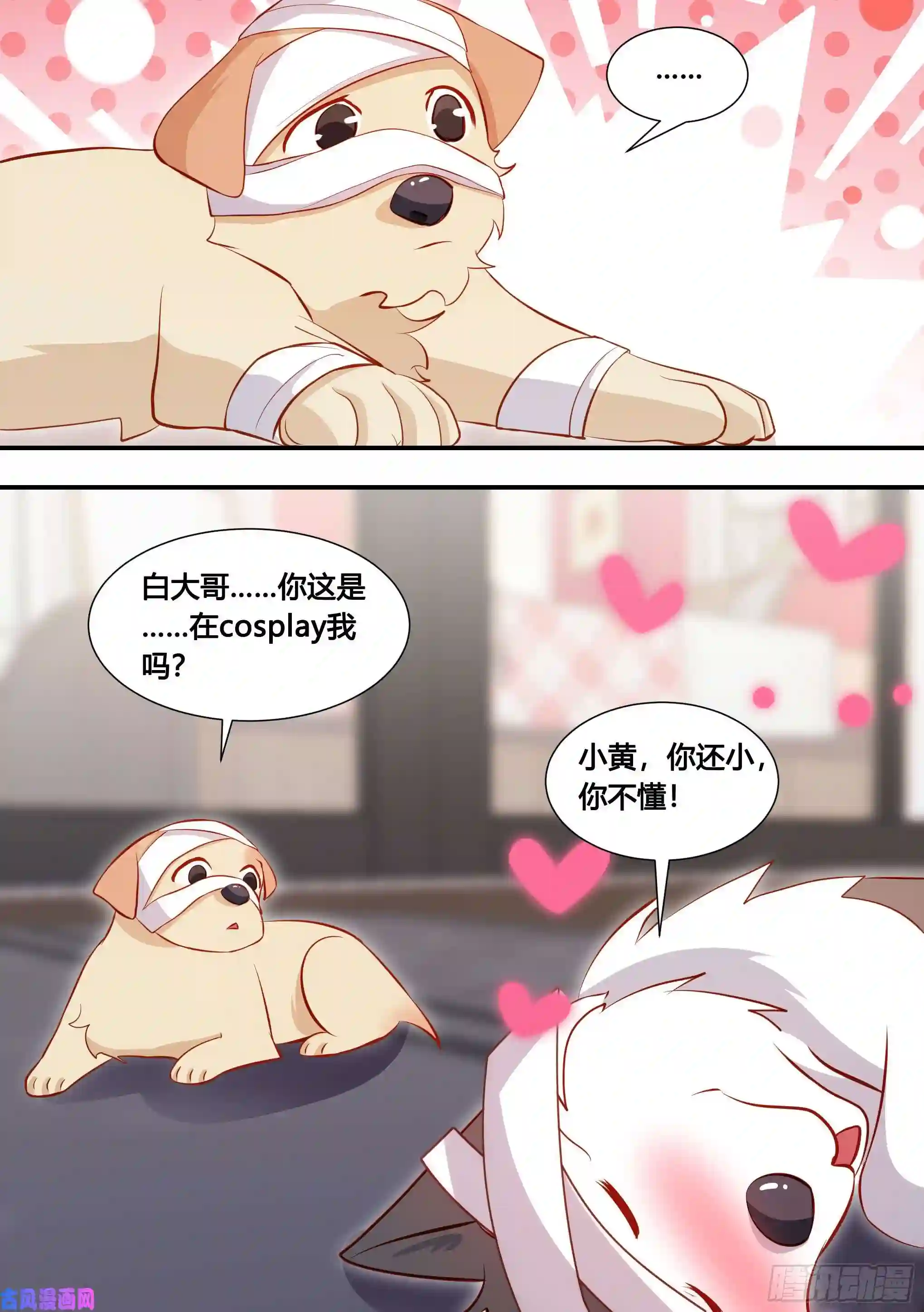 直播：女神家的哈士奇天秀132-小黄你还小，你不懂！