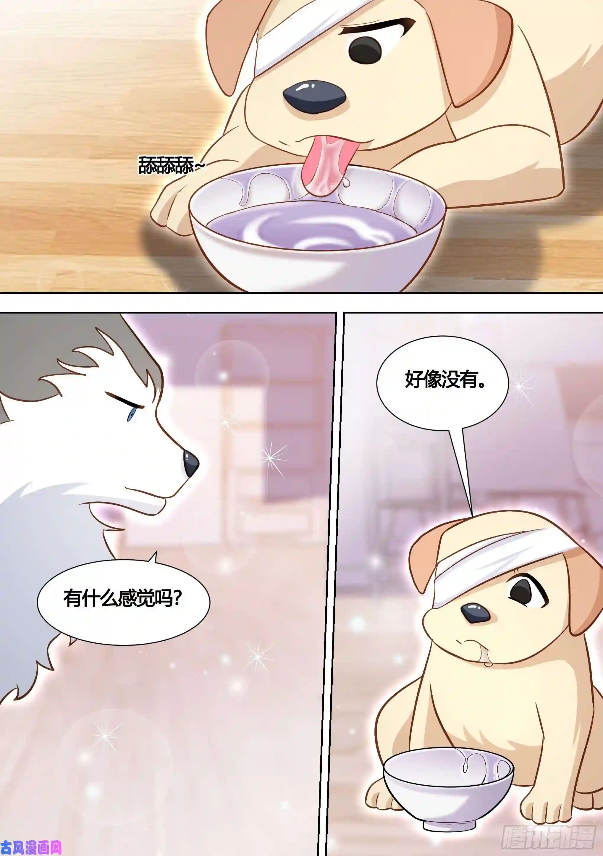 直播：女神家的哈士奇天秀139-一只想做咸鱼的狗