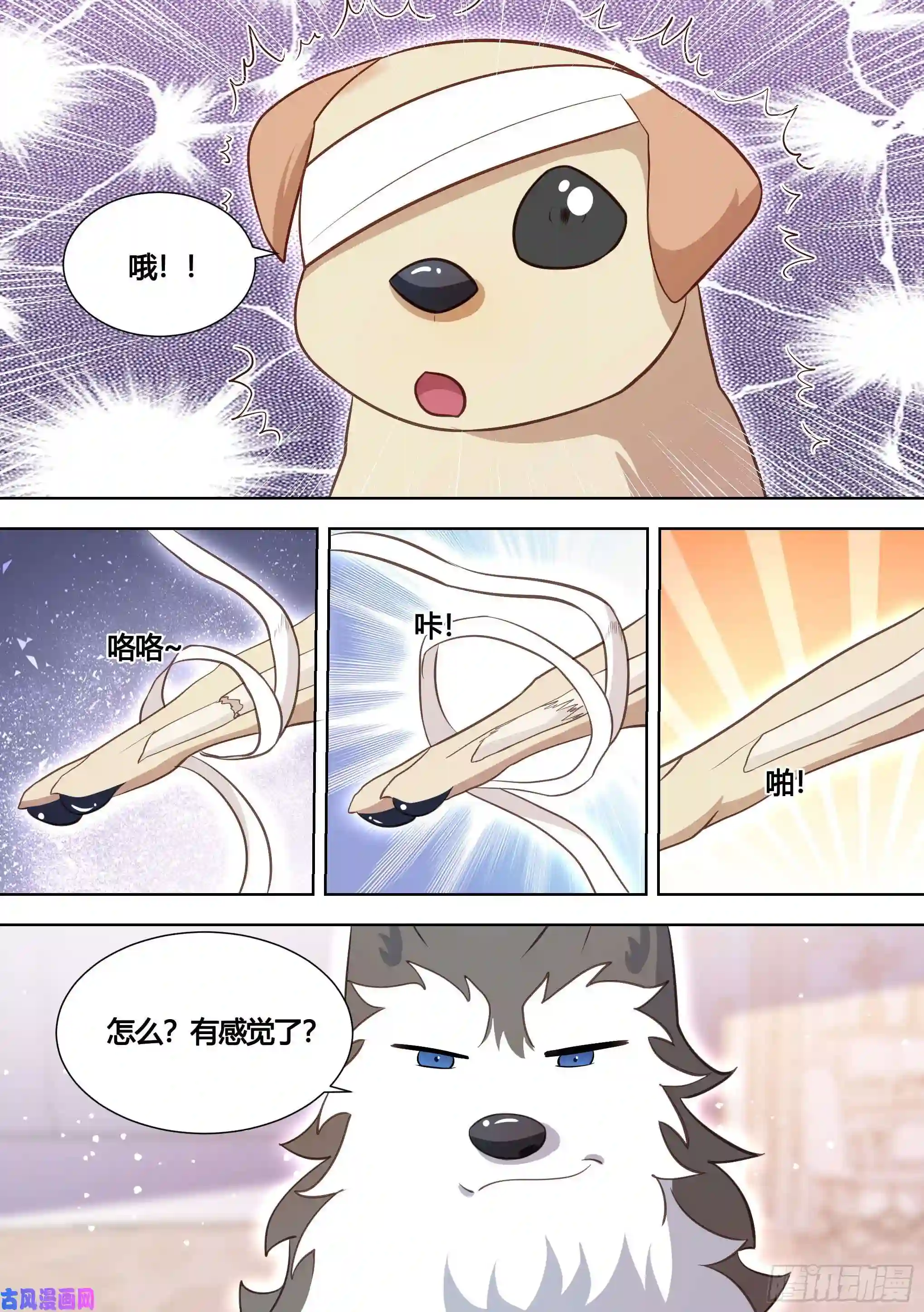 直播：女神家的哈士奇天秀139-一只想做咸鱼的狗