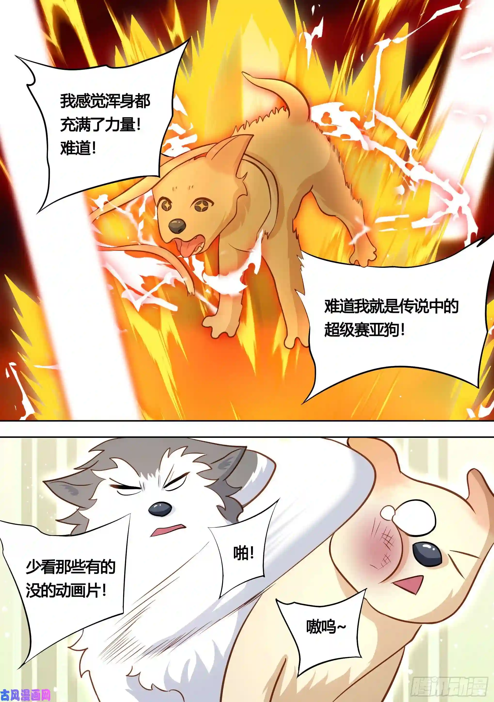 直播：女神家的哈士奇天秀139-一只想做咸鱼的狗