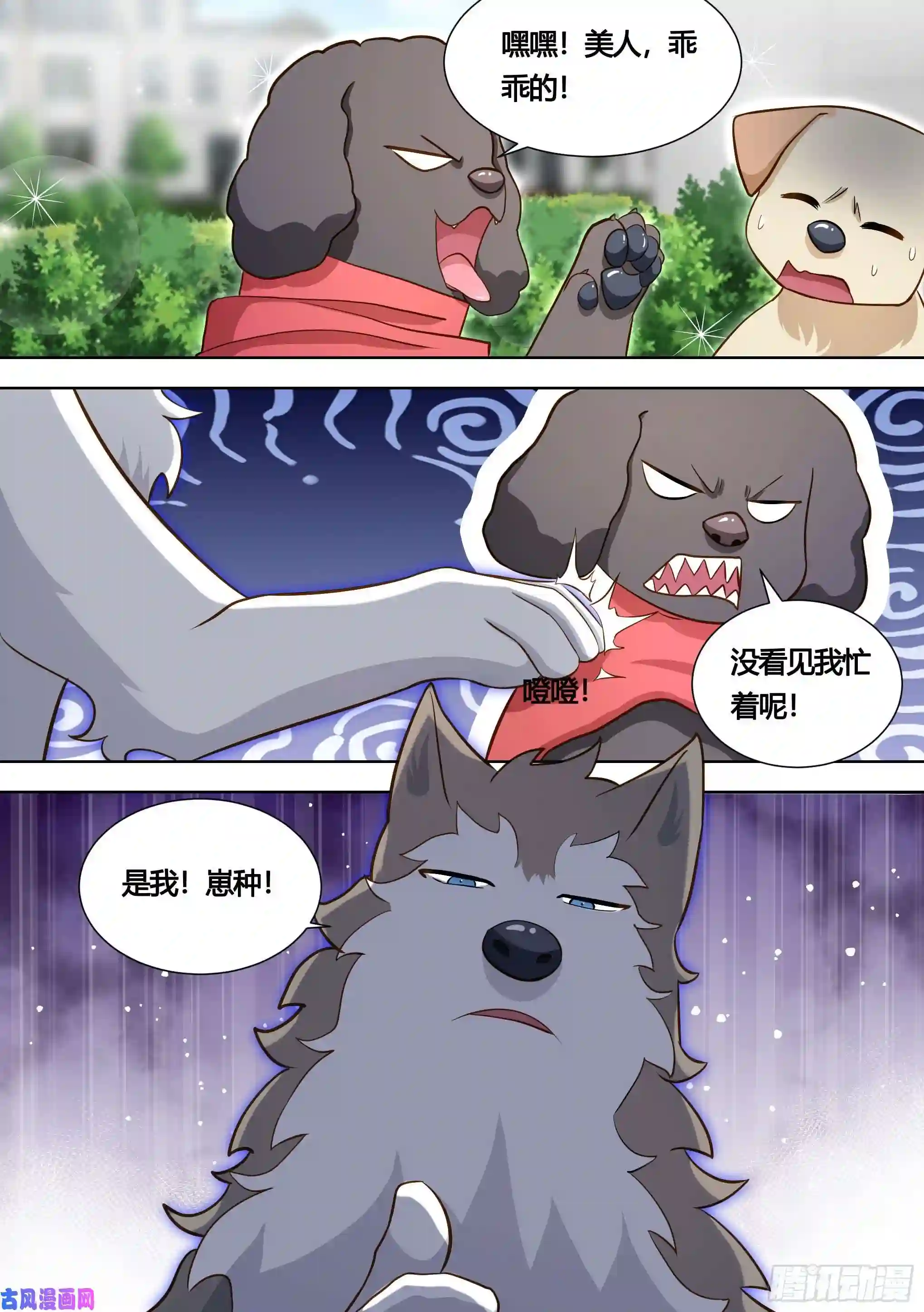 直播：女神家的哈士奇天秀140-关于小黄是个美人的事