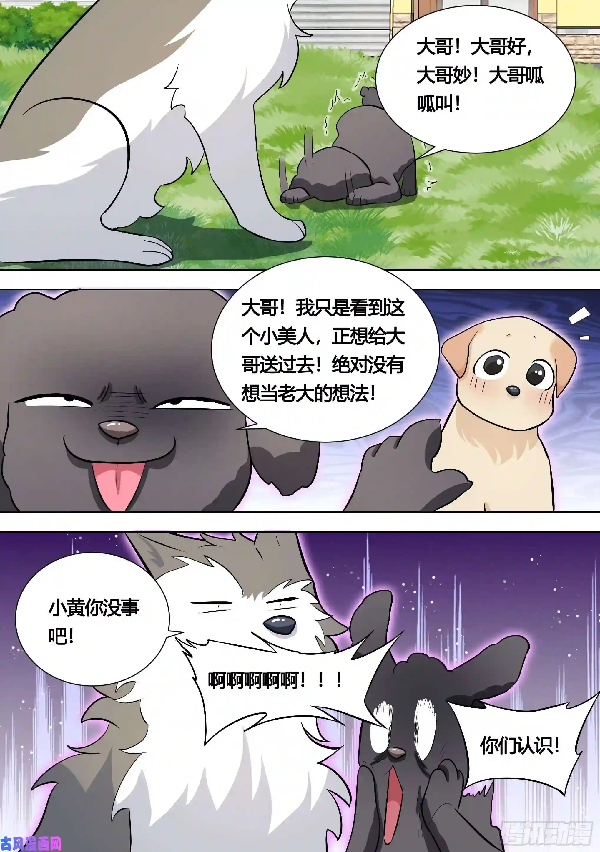 直播：女神家的哈士奇天秀140-关于小黄是个美人的事